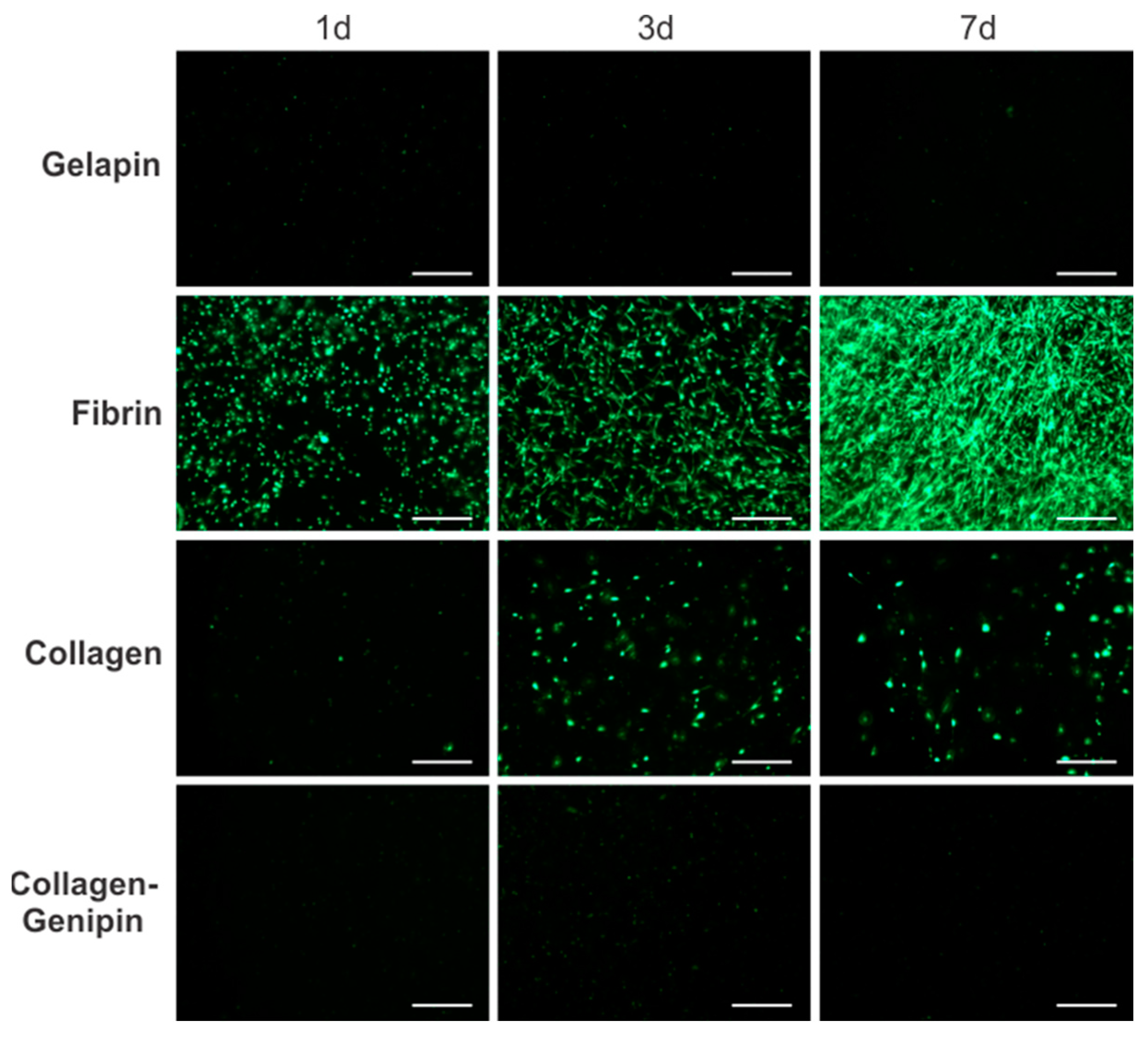 Bioengineering 10 00780 g003