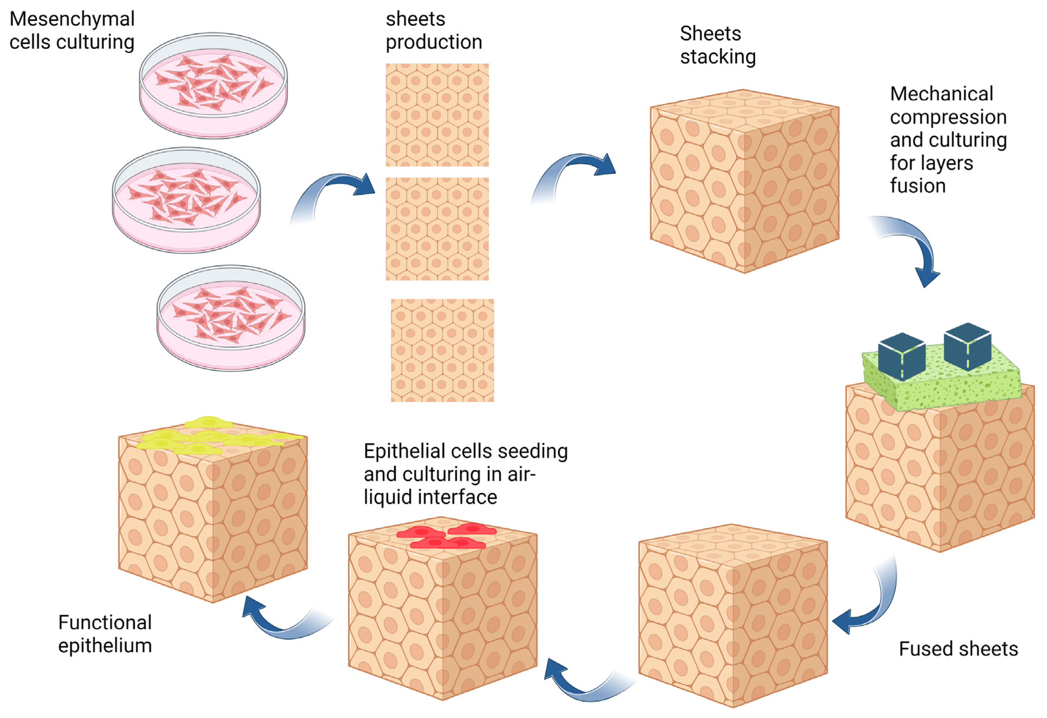 Bioengineering 10 00790 g001 Bioengineering 10 00790 g001