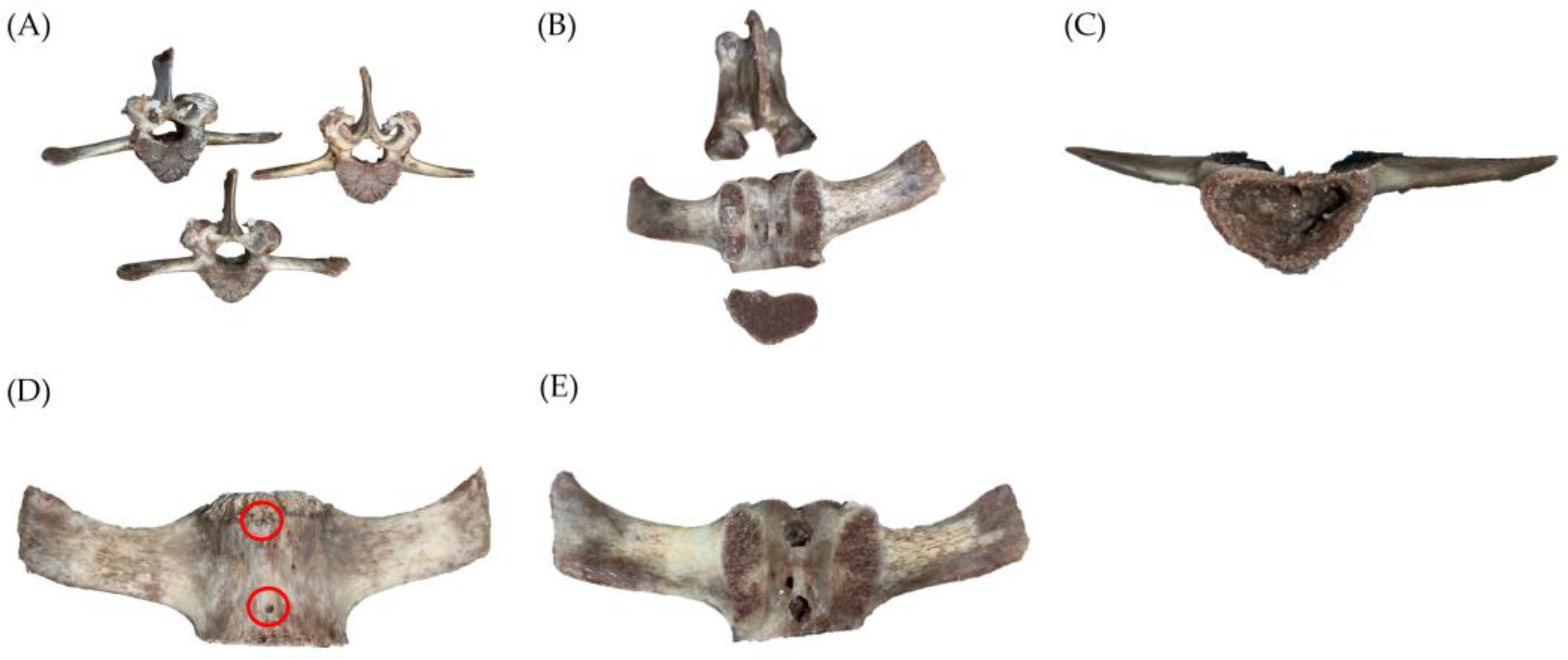 Bioengineering 10 00795 g001 Bioengineering 10 00795 g001