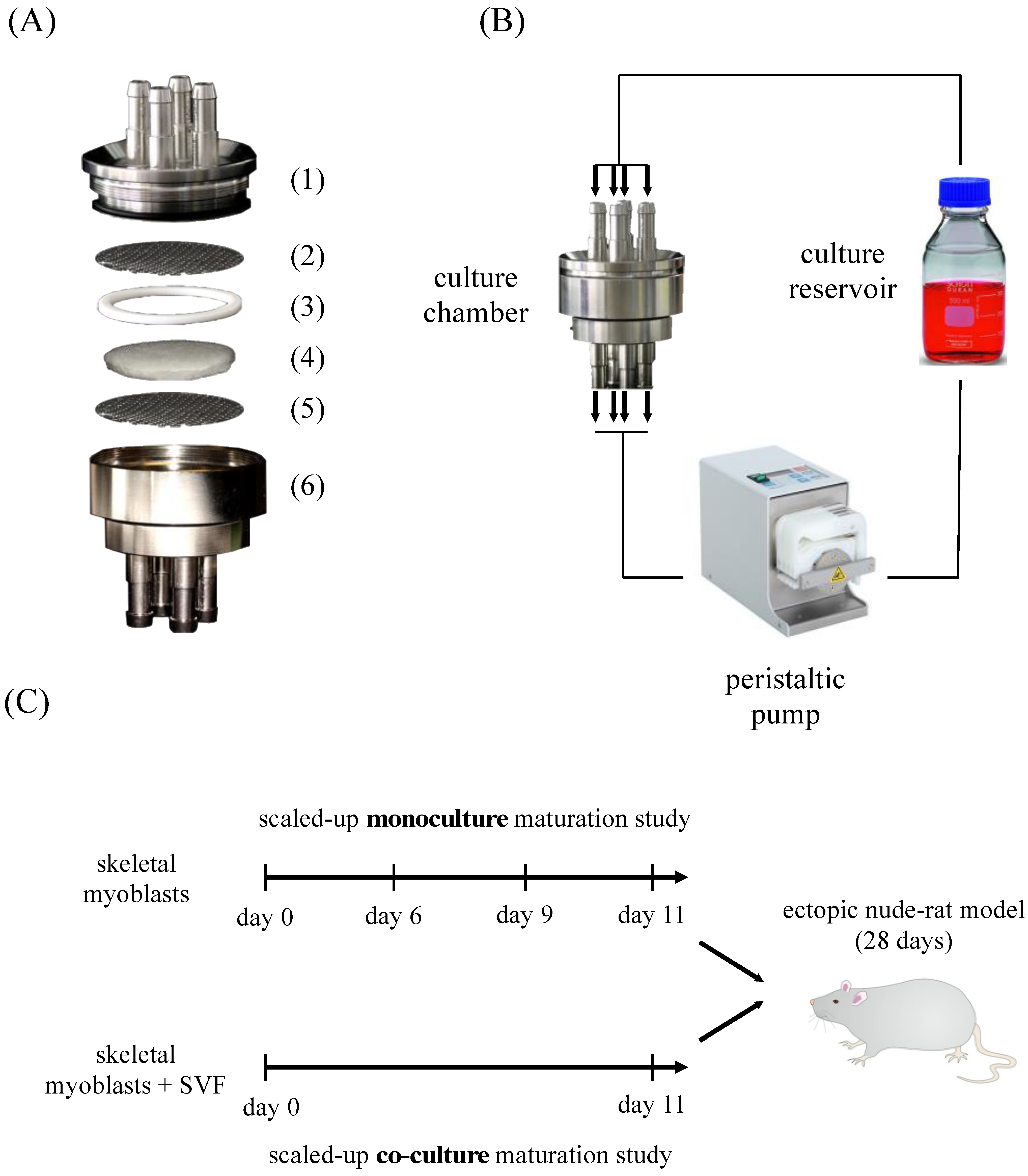 Bioengineering 10 00800 g001 Bioengineering 10 00800 g001