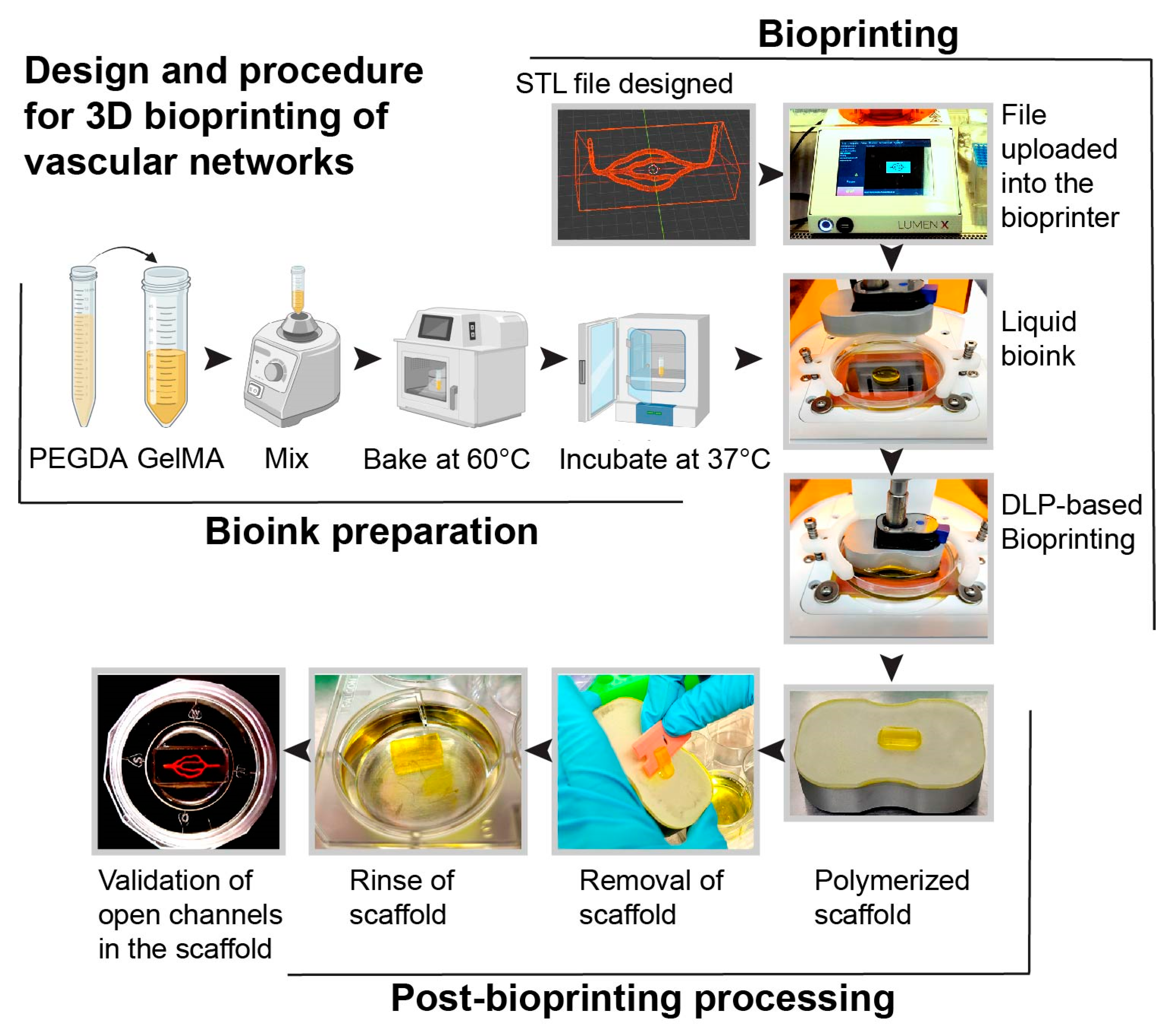 Bioengineering 10 00817 g001