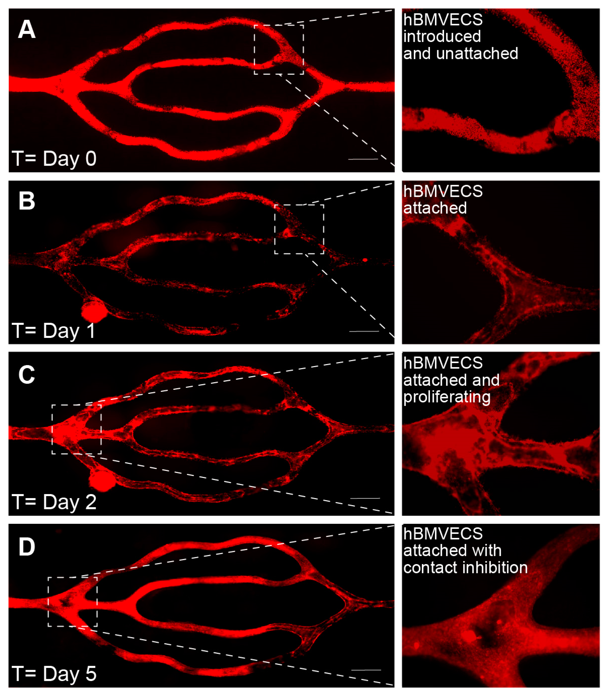 Bioengineering 10 00817 g005