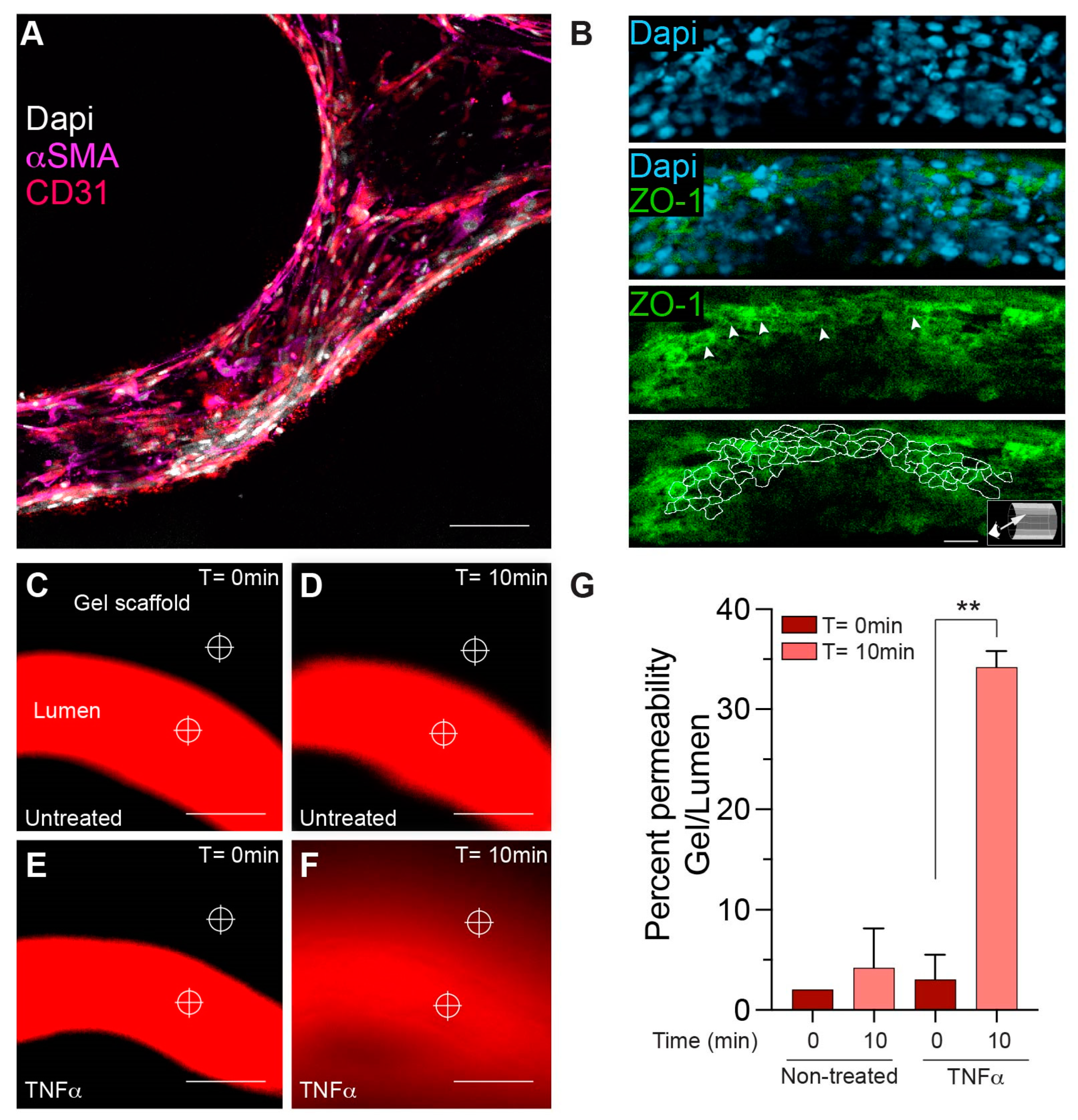 Bioengineering 10 00817 g006
