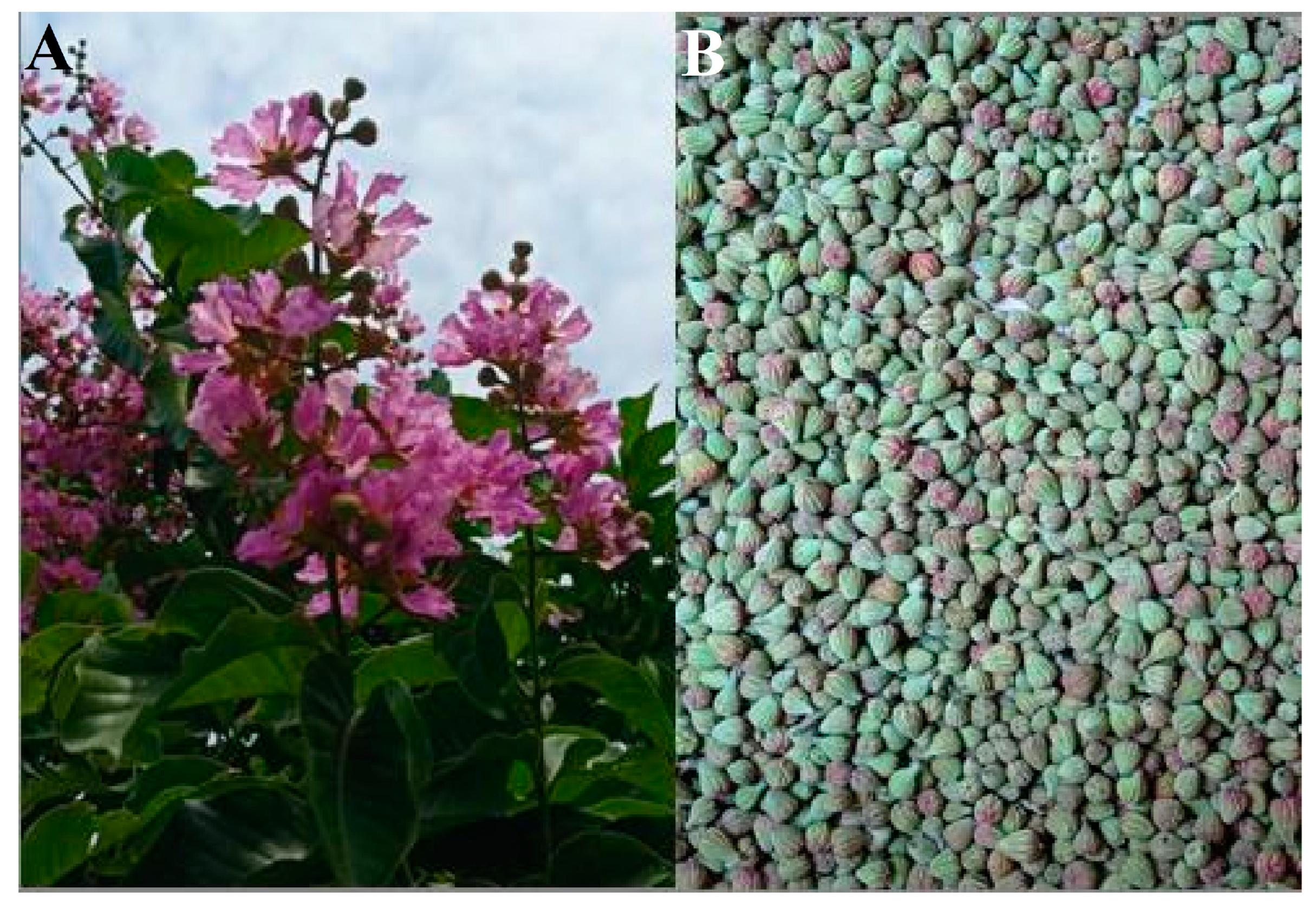 Bioengineering 10 00821 g001