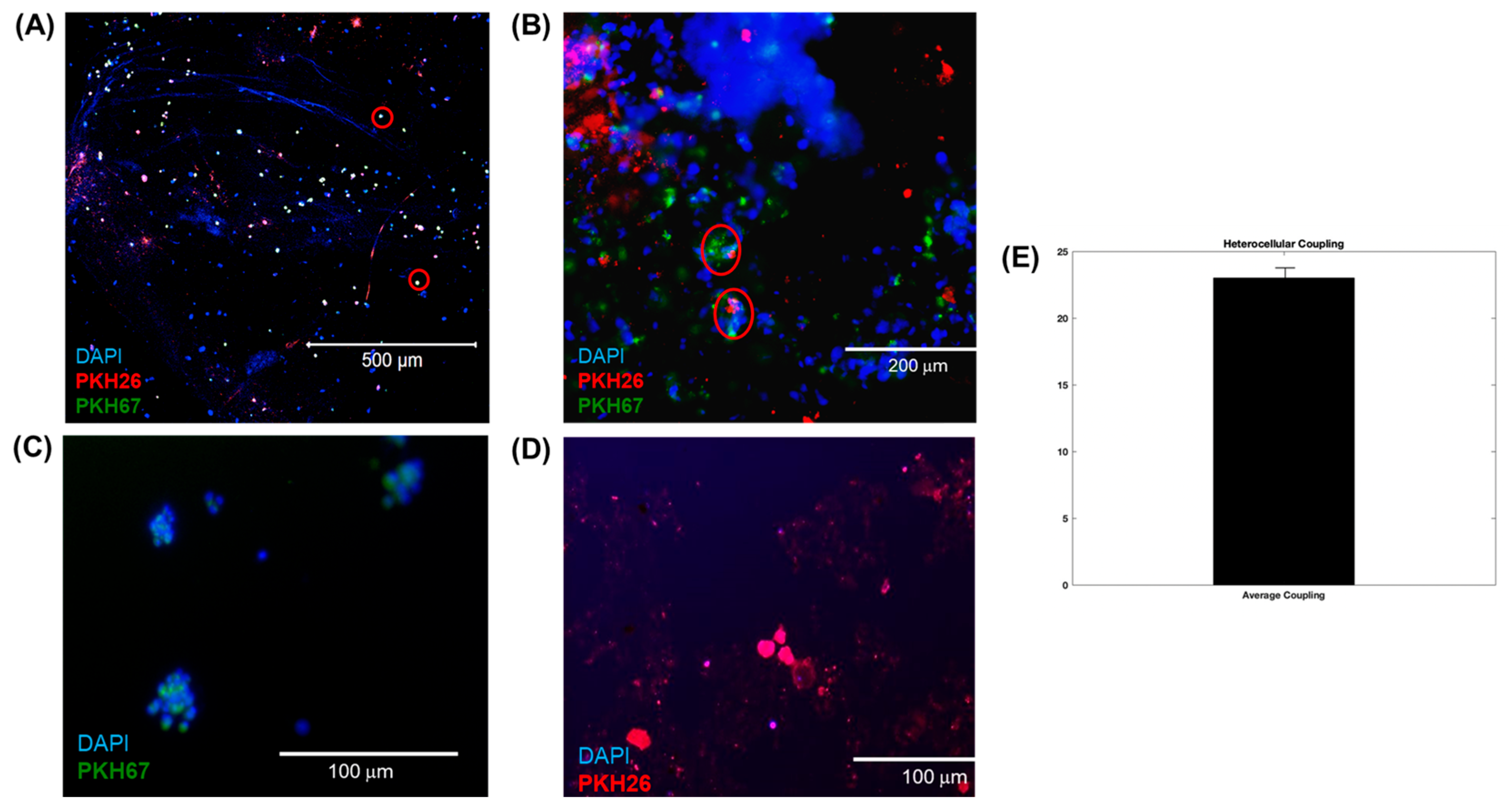Bioengineering 10 00834 g004