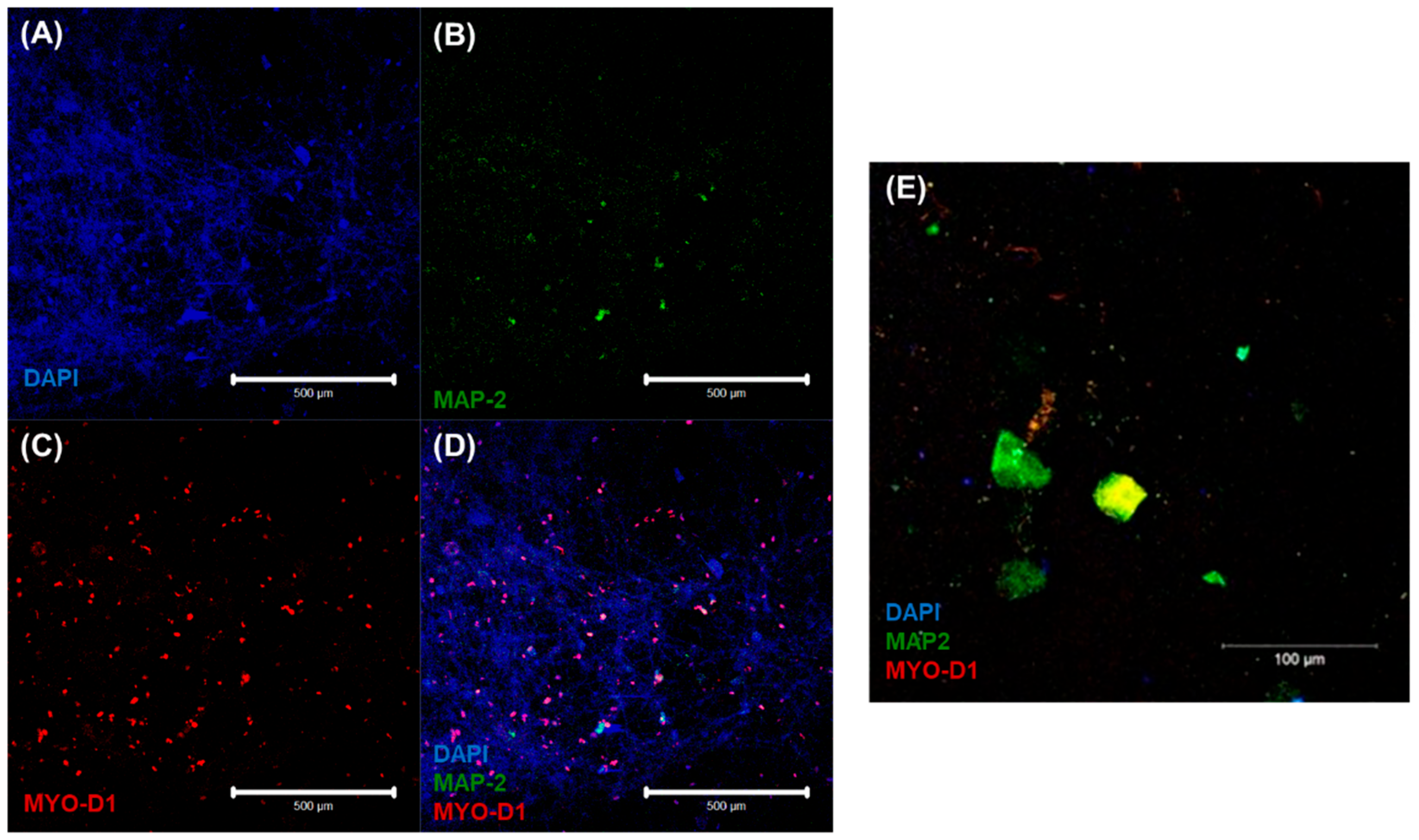 Bioengineering 10 00834 g005