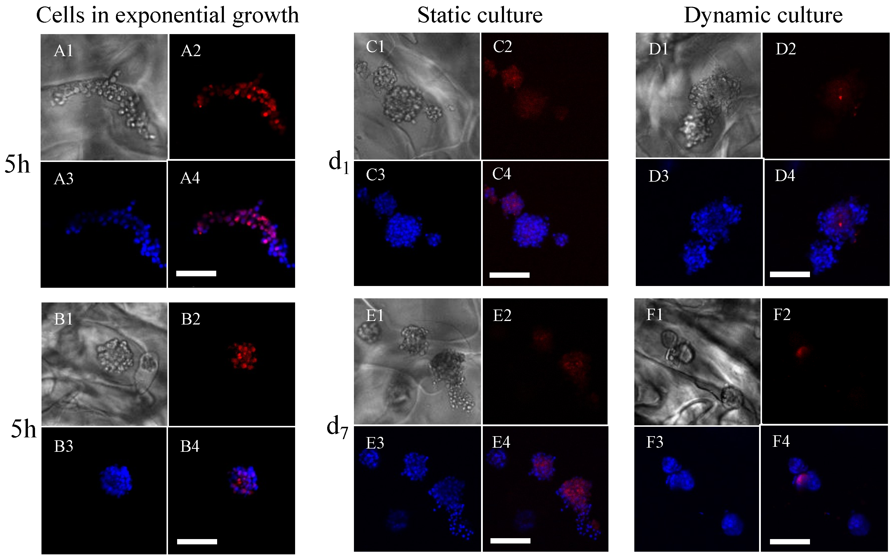 Bioengineering 10 00849 g005 Bioengineering 10 00849 g005