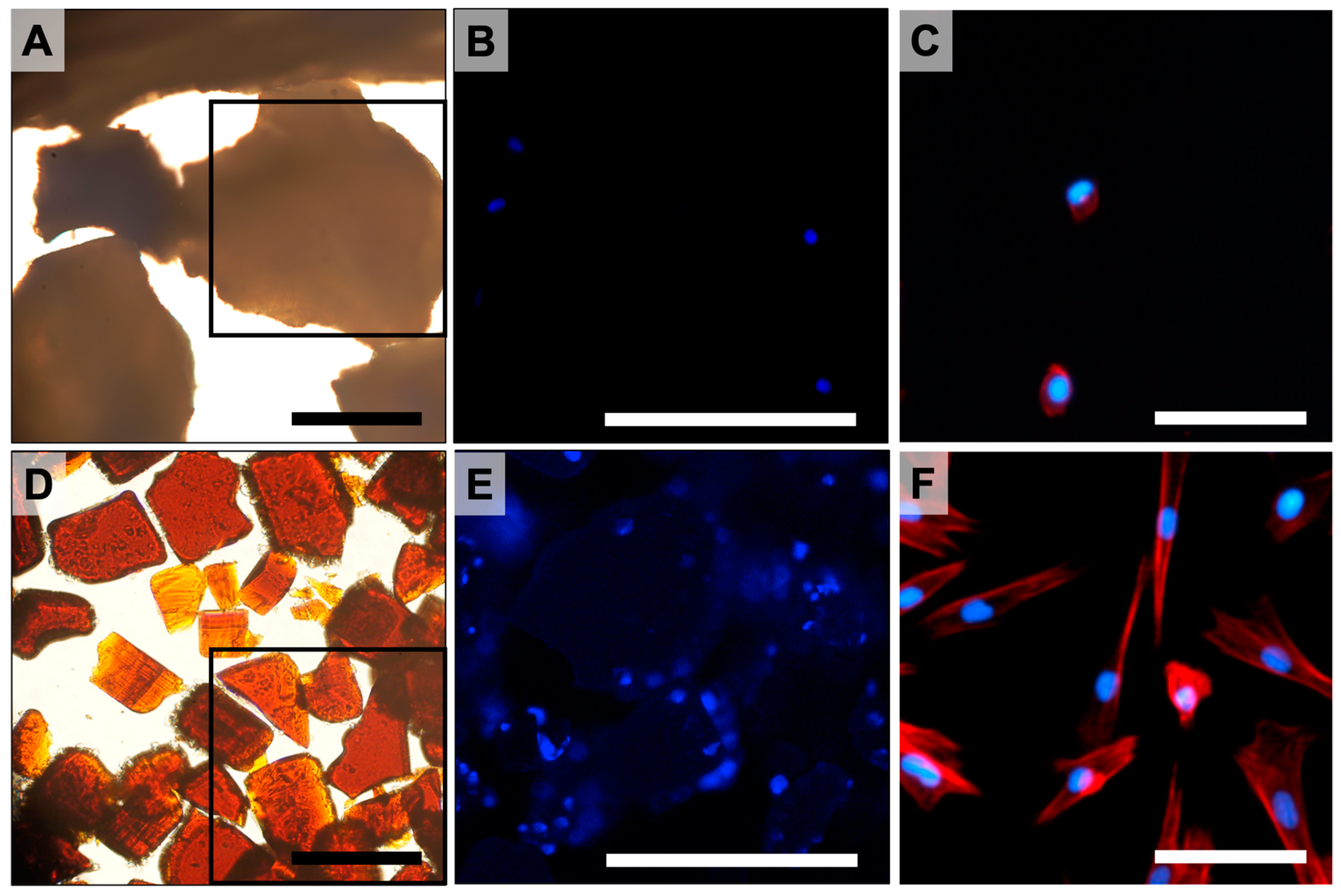 Bioengineering 10 00852 g001