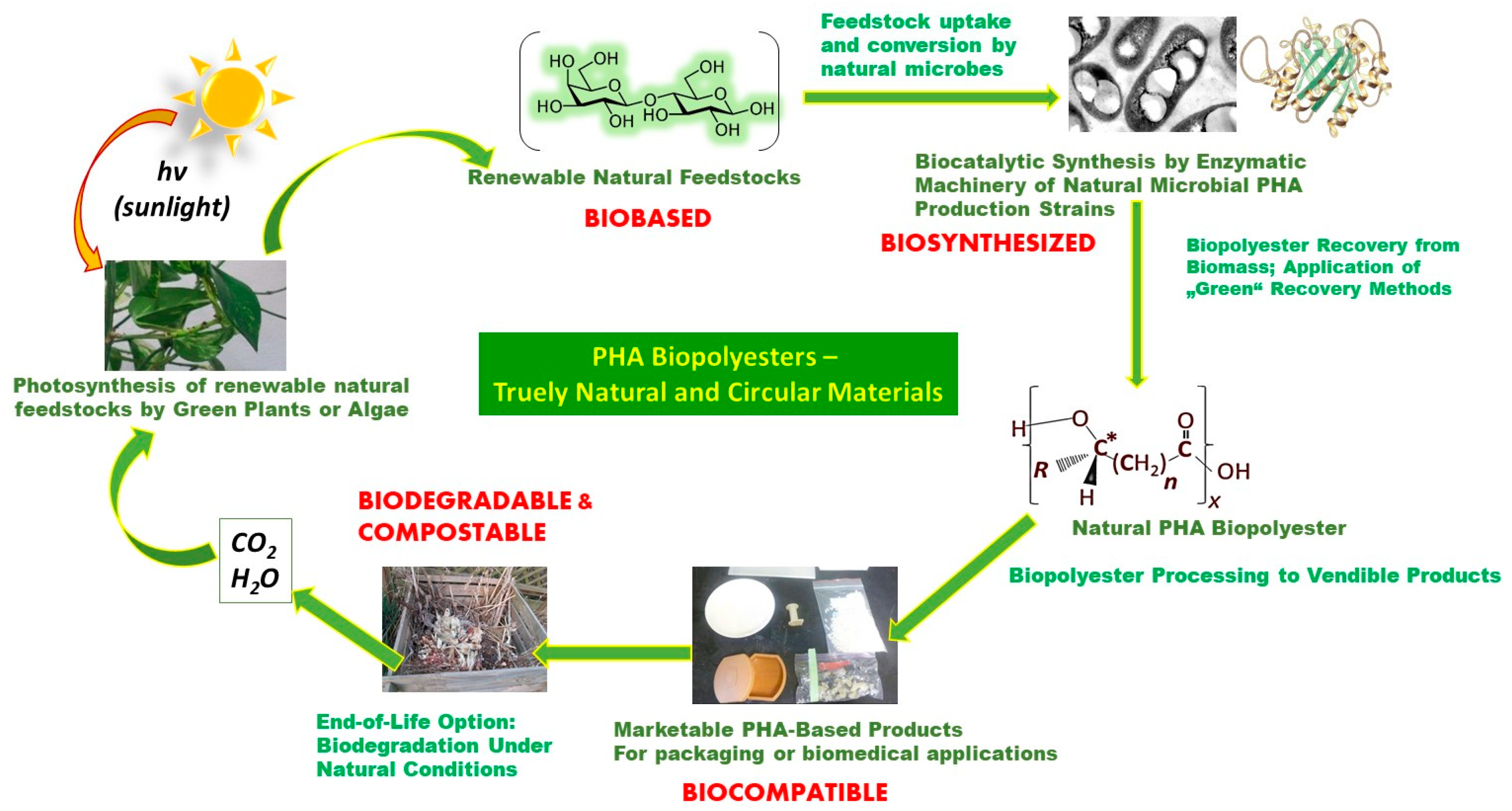 Microbial PolyHydroxyAlkanoate (PHA) Biopolymers&amp;mdash 