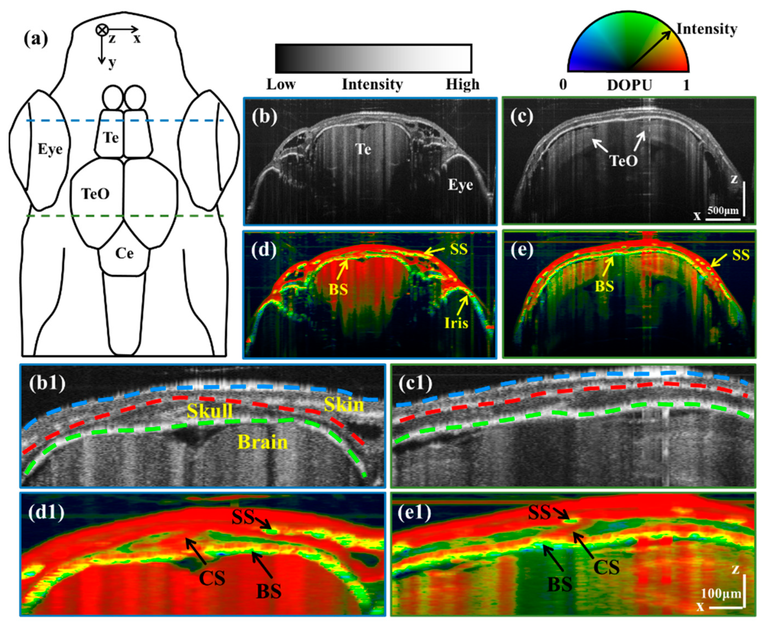 Bioengineering 10 00856 g001 Bioengineering 10 00856 g001