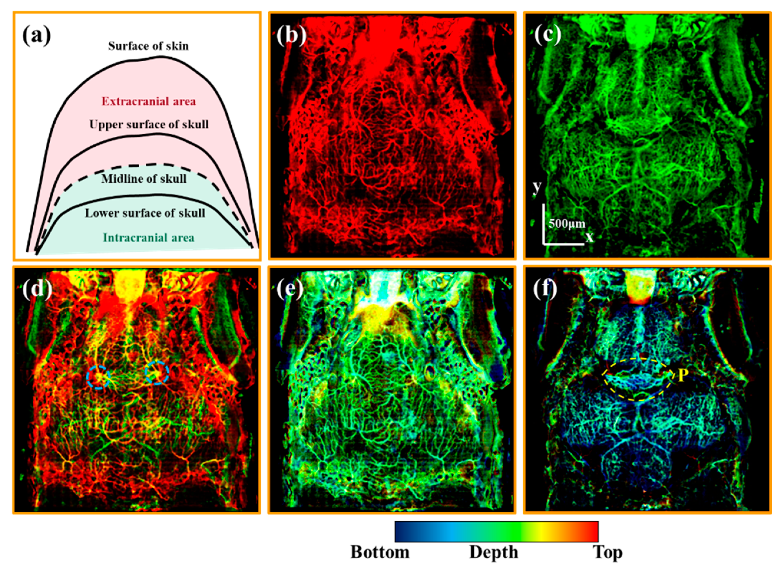 Bioengineering 10 00856 g003 Bioengineering 10 00856 g003