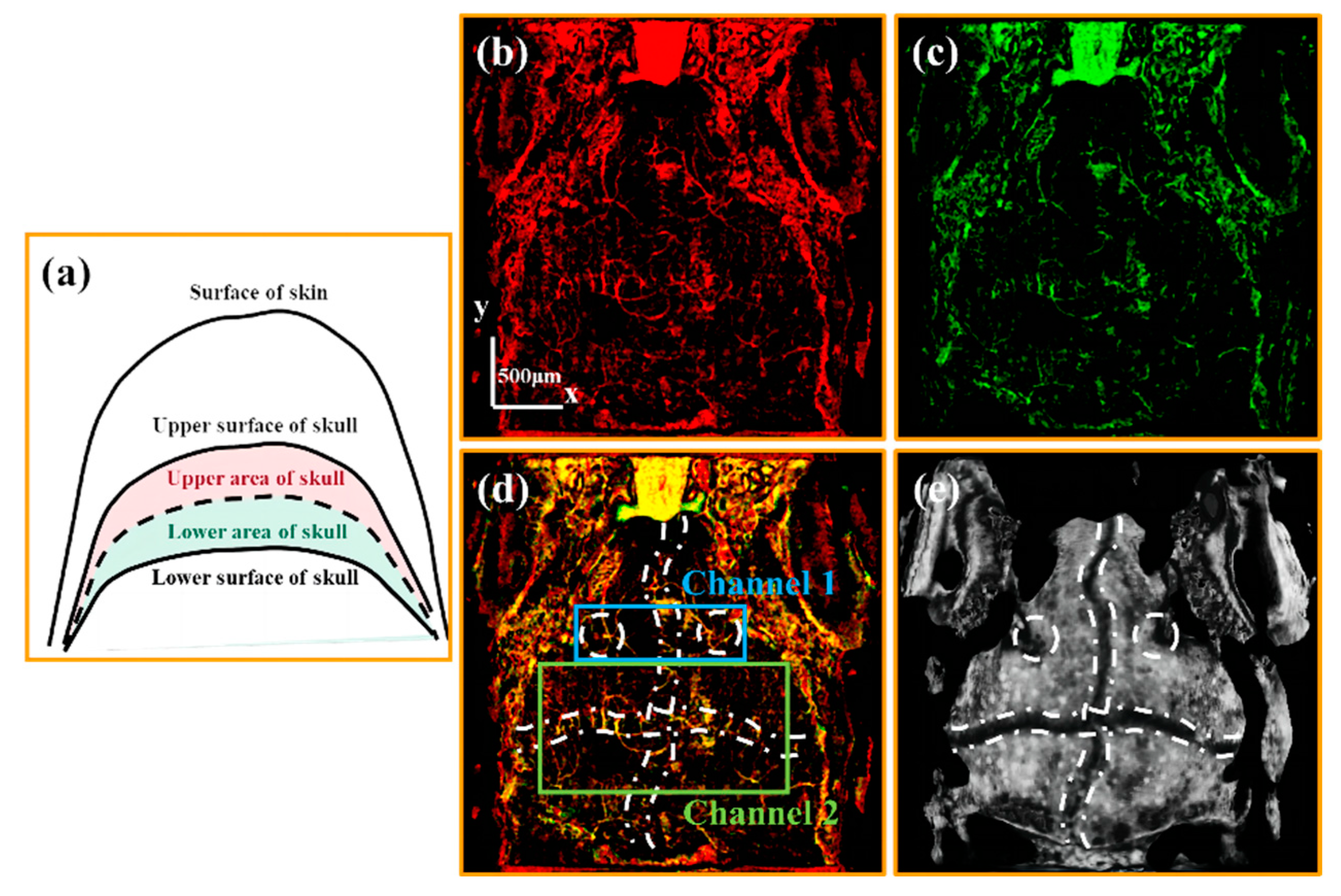 Bioengineering 10 00856 g004 Bioengineering 10 00856 g004