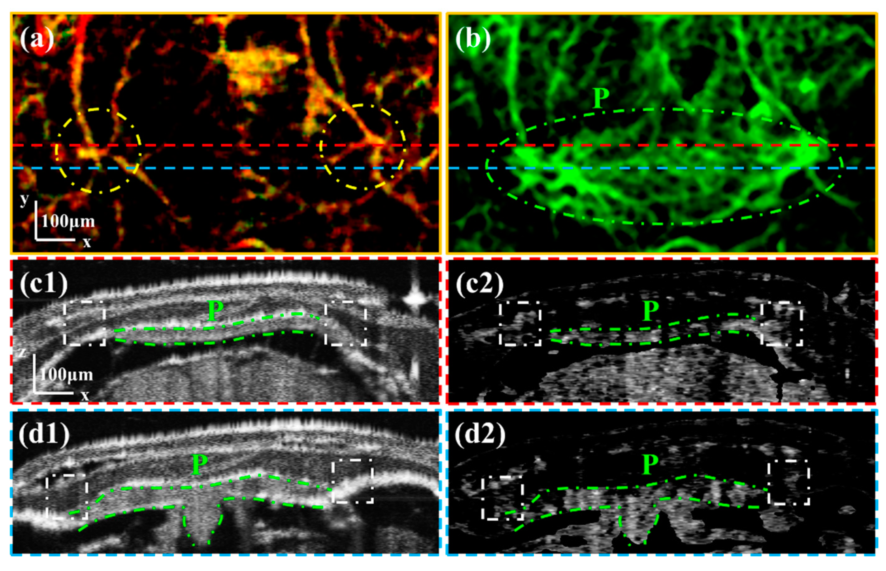 Bioengineering 10 00856 g005 Bioengineering 10 00856 g005