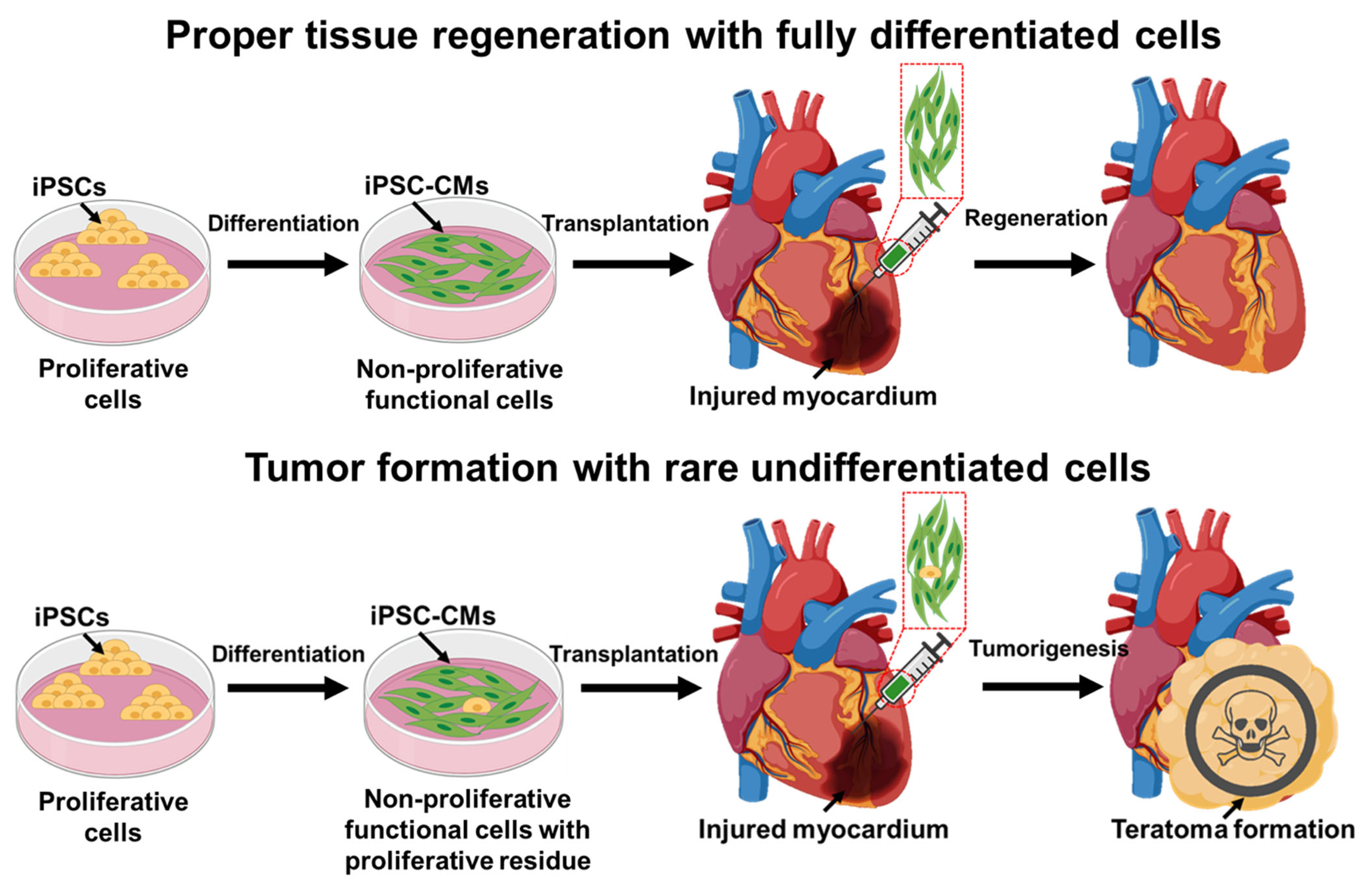 Bioengineering 10 00857 g001