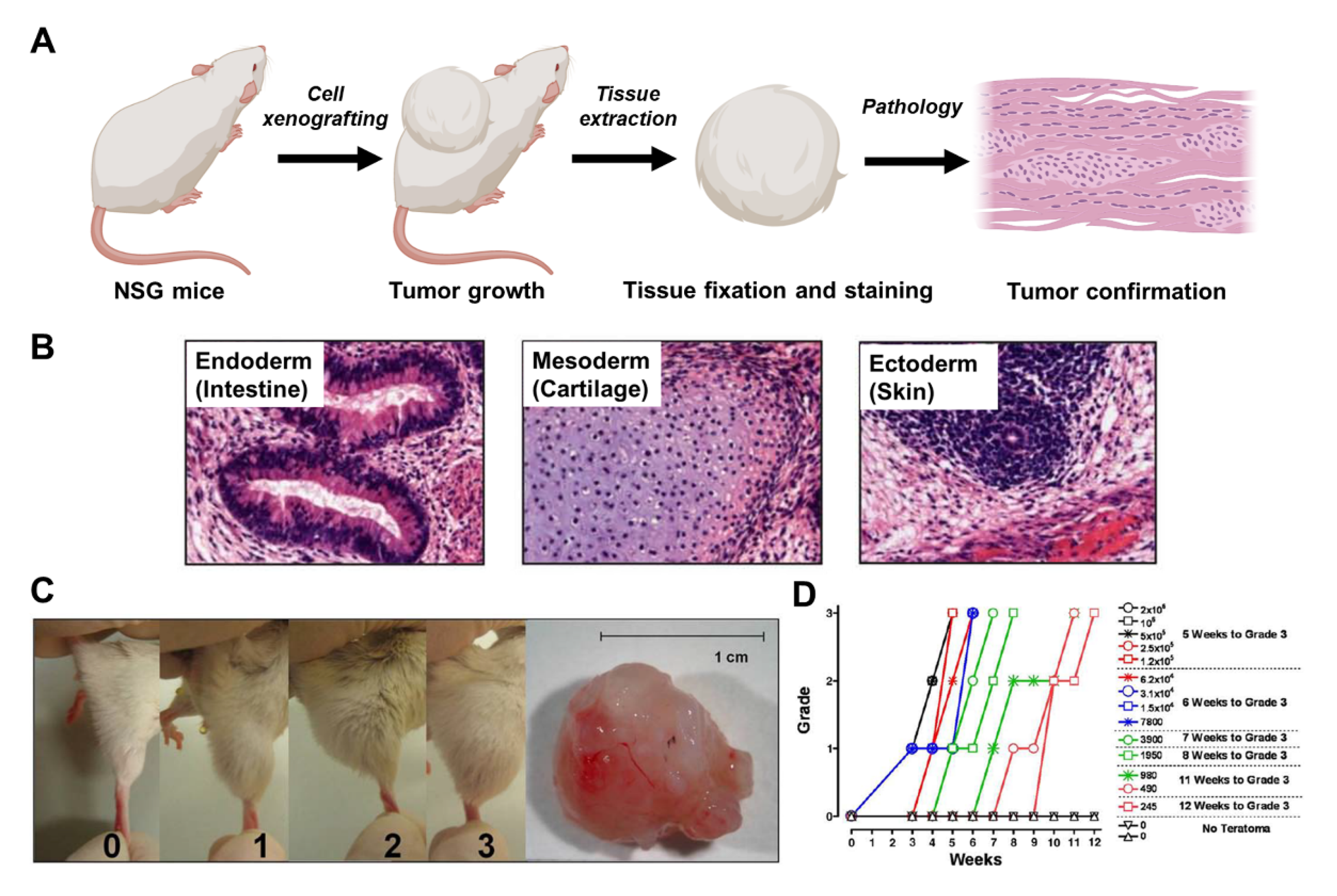 Bioengineering 10 00857 g002