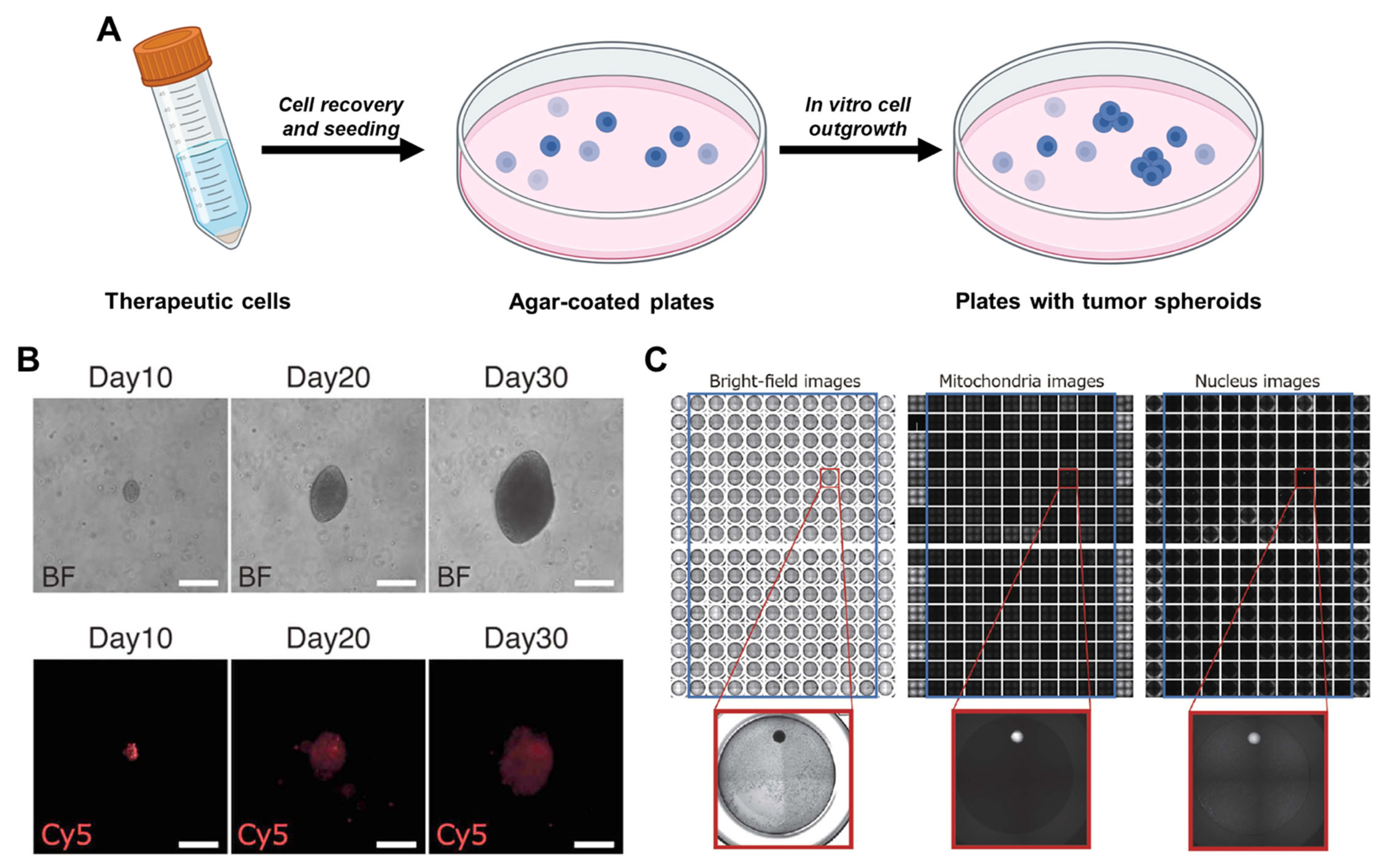 Bioengineering 10 00857 g005