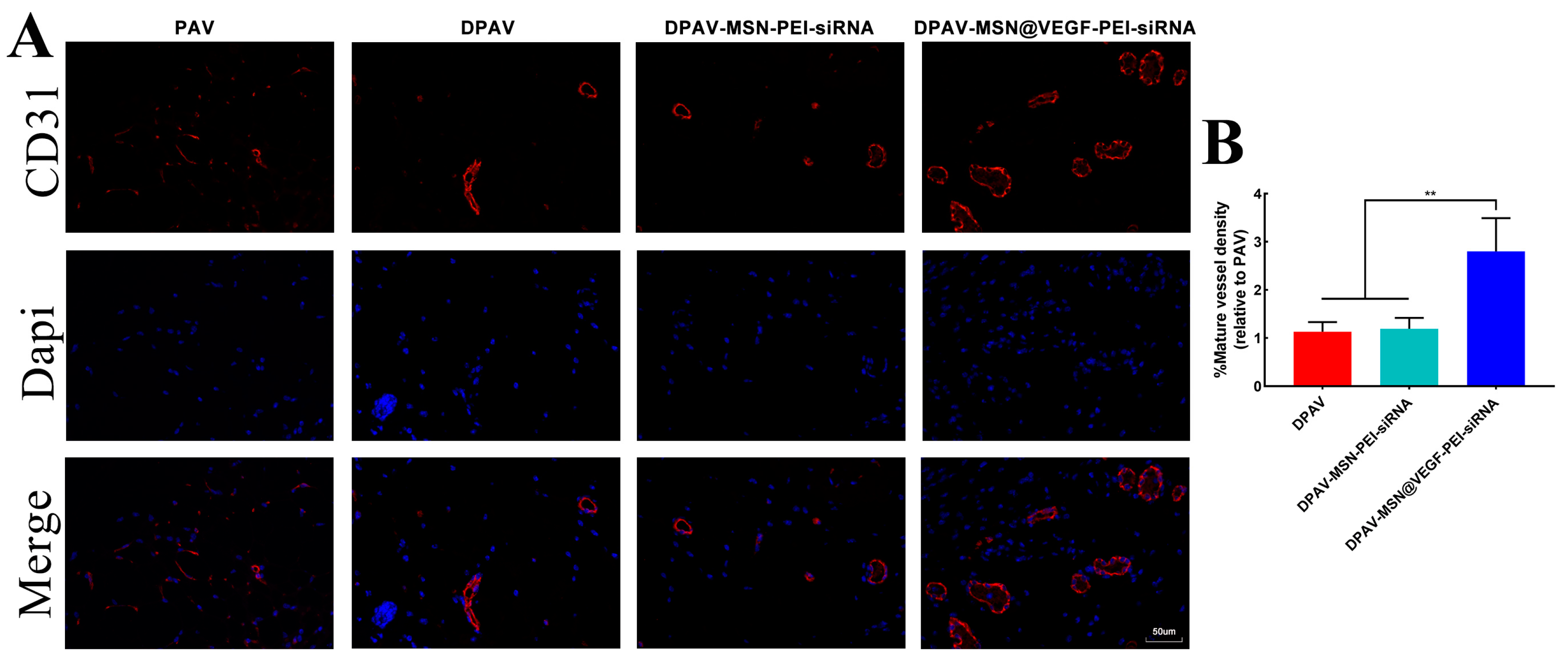 Bioengineering 10 00859 g007 Bioengineering 10 00859 g007