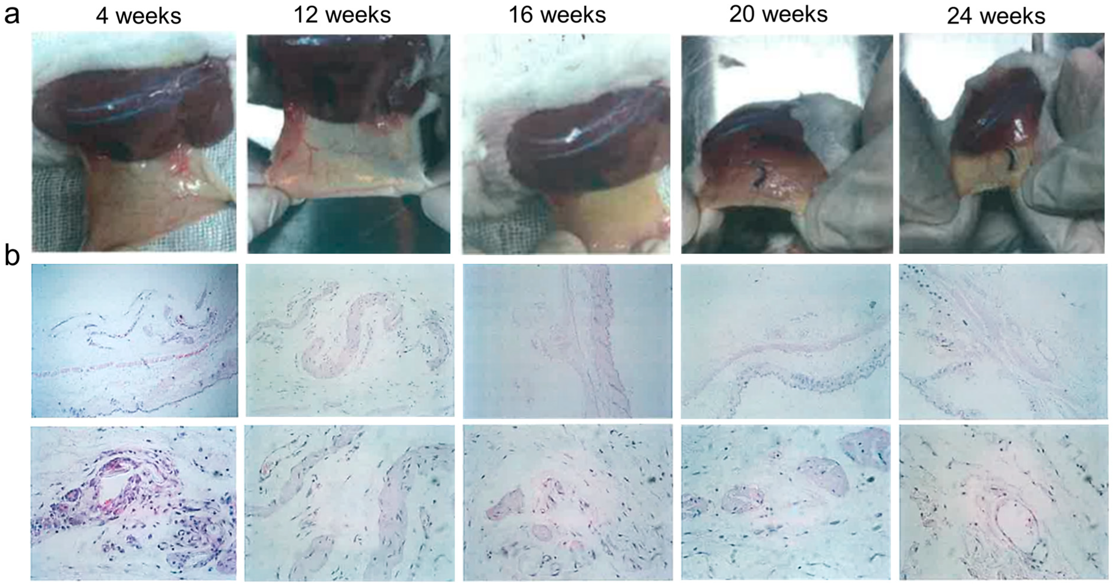 Bioengineering 10 00868 g010 Bioengineering 10 00868 g010