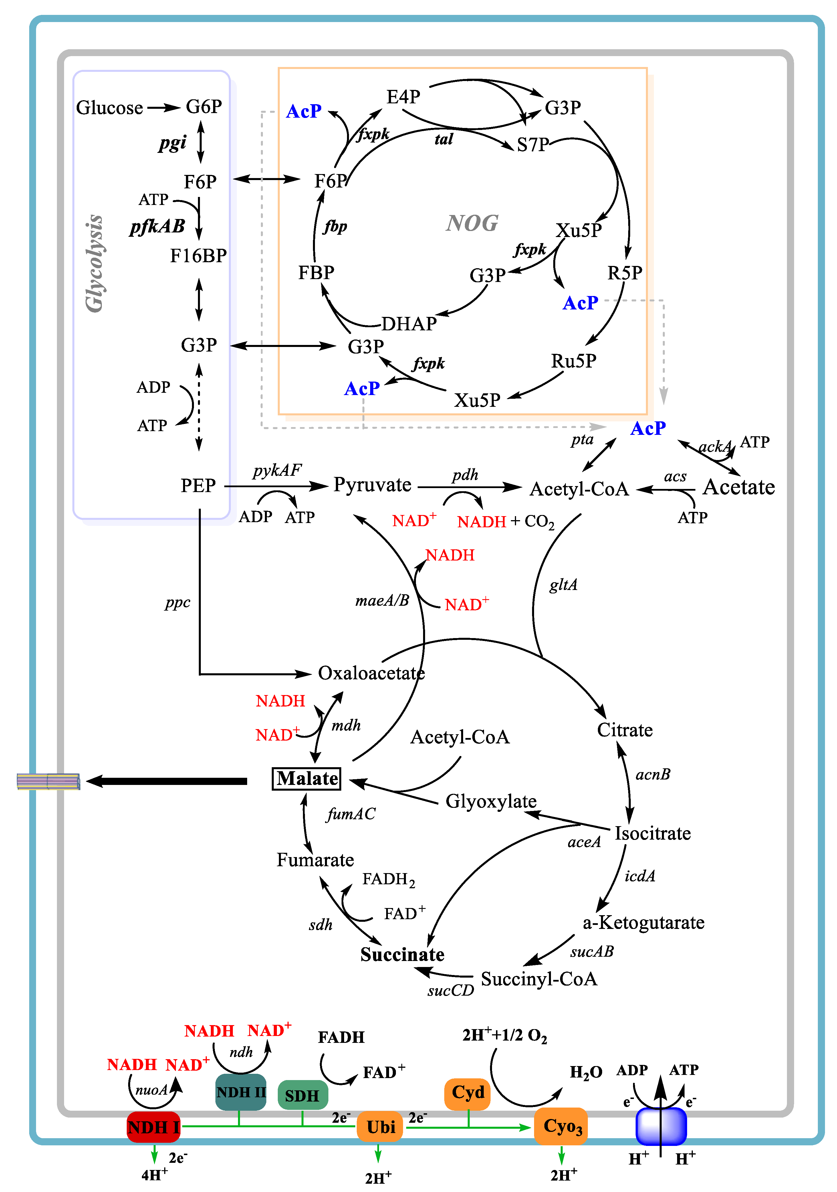 Cofactor Metabolic Engineering of Escherichia coli for