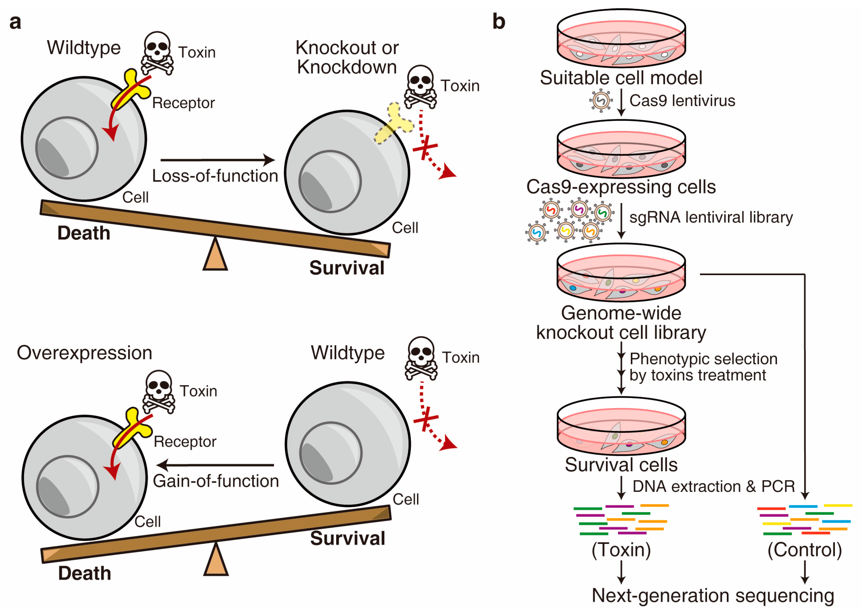 Bioengineering 10 00884 g002