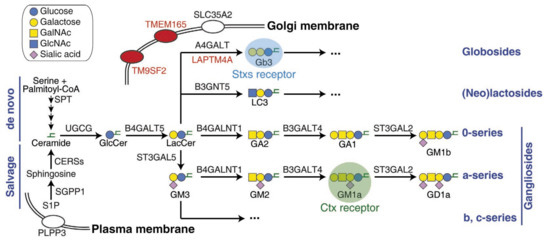 Gaining New Insights into Fundamental Biological Pathways by Bacterial ...