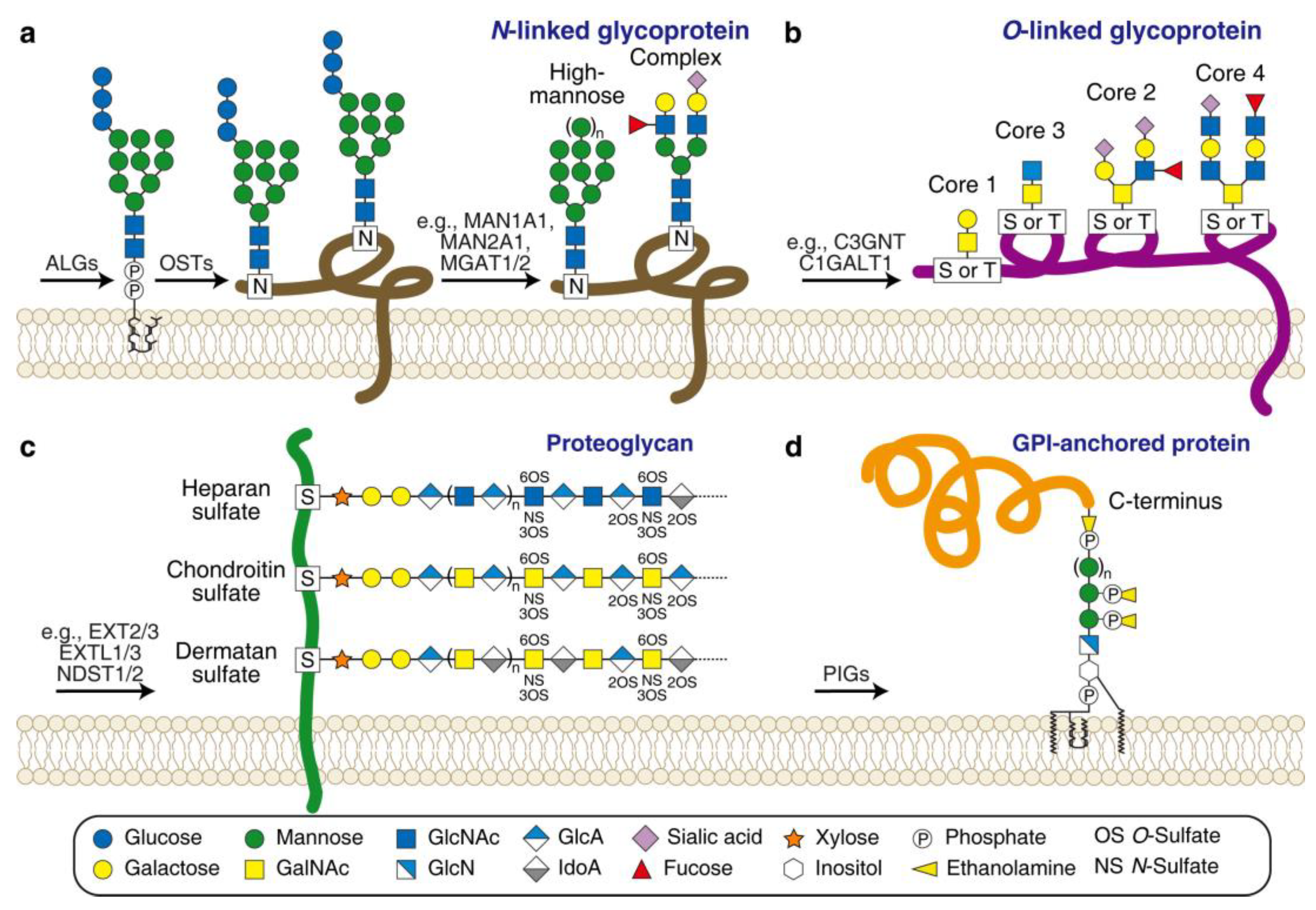 Bioengineering 10 00884 g004