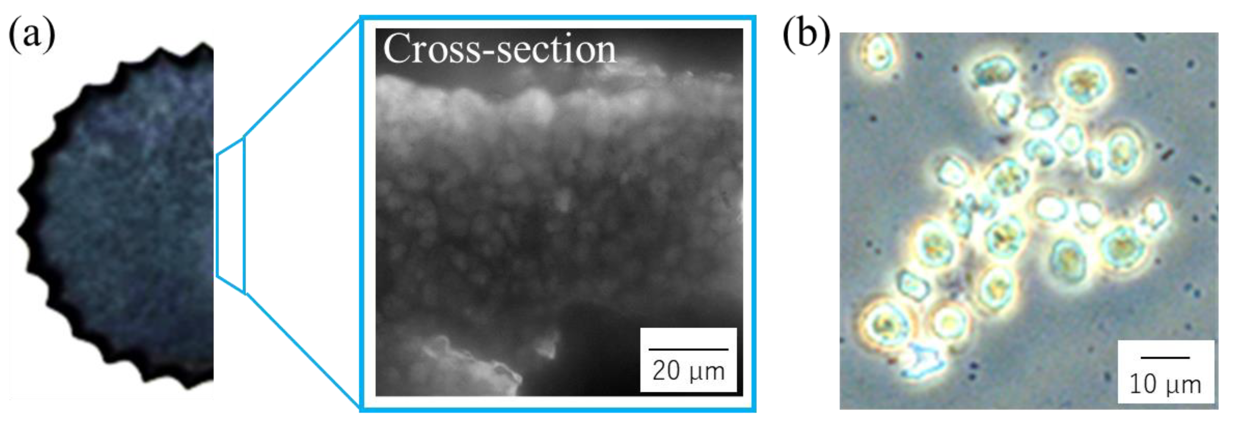 Bioengineering 10 00893 g004
