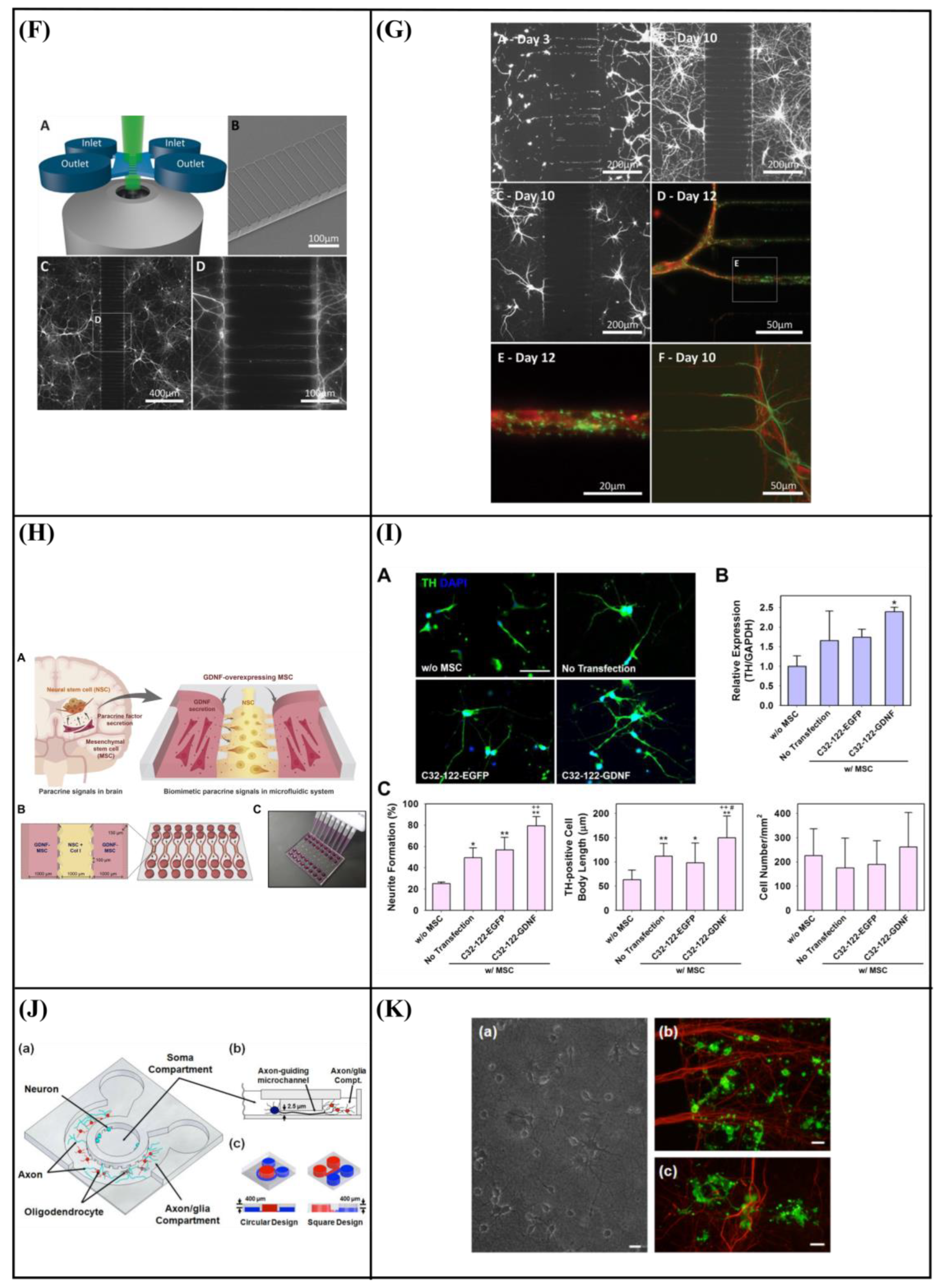 Bioengineering 10 00902 g009b Bioengineering 10 00902 g009b
