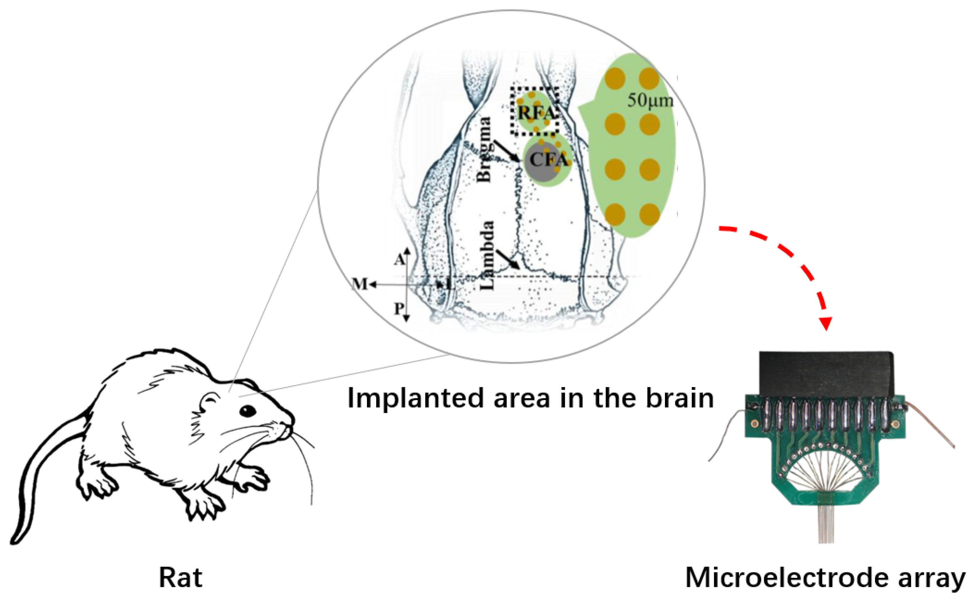 Bioengineering 10 00912 g004