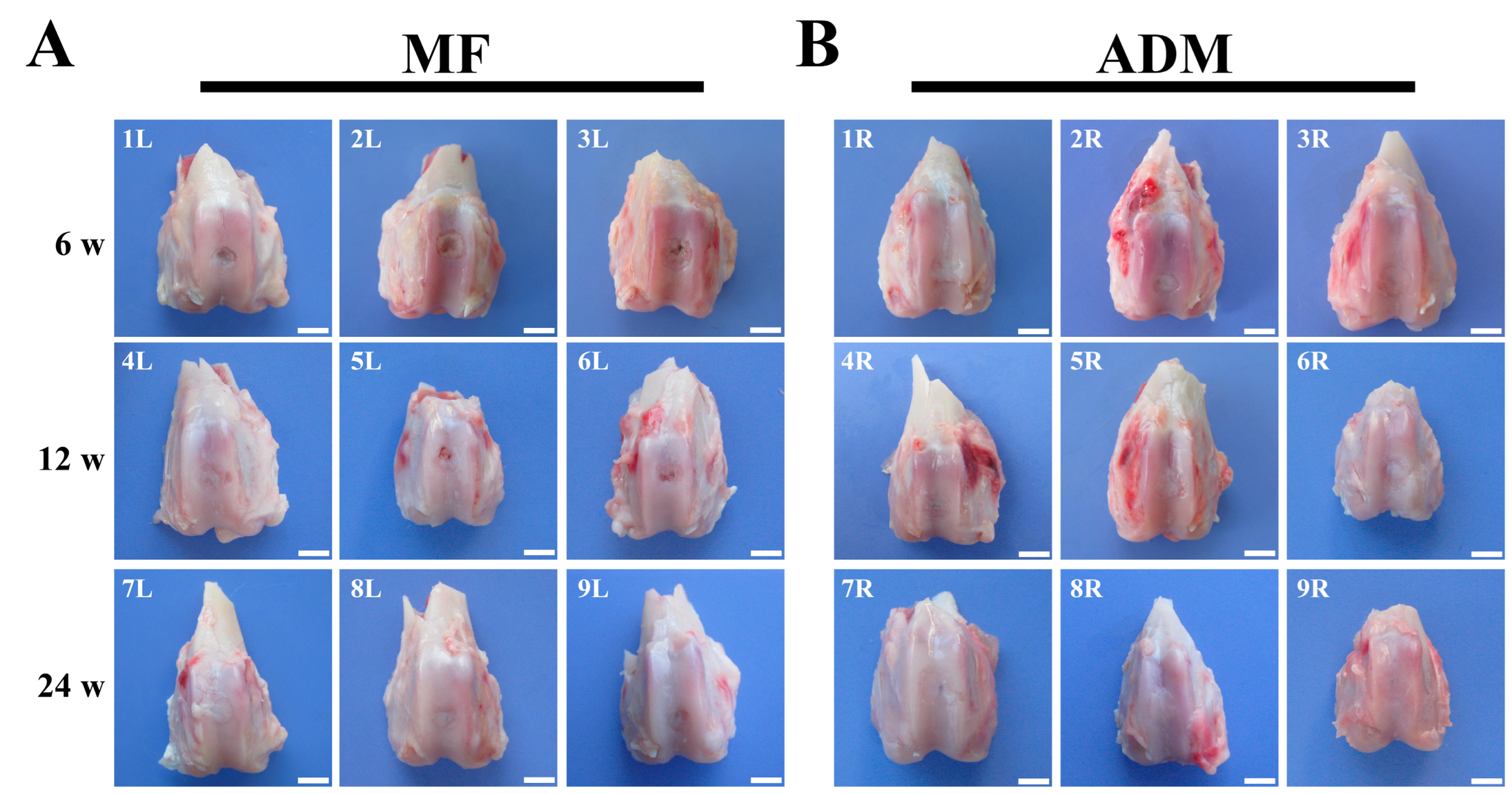 Bioengineering 10 00916 g005 Bioengineering 10 00916 g005