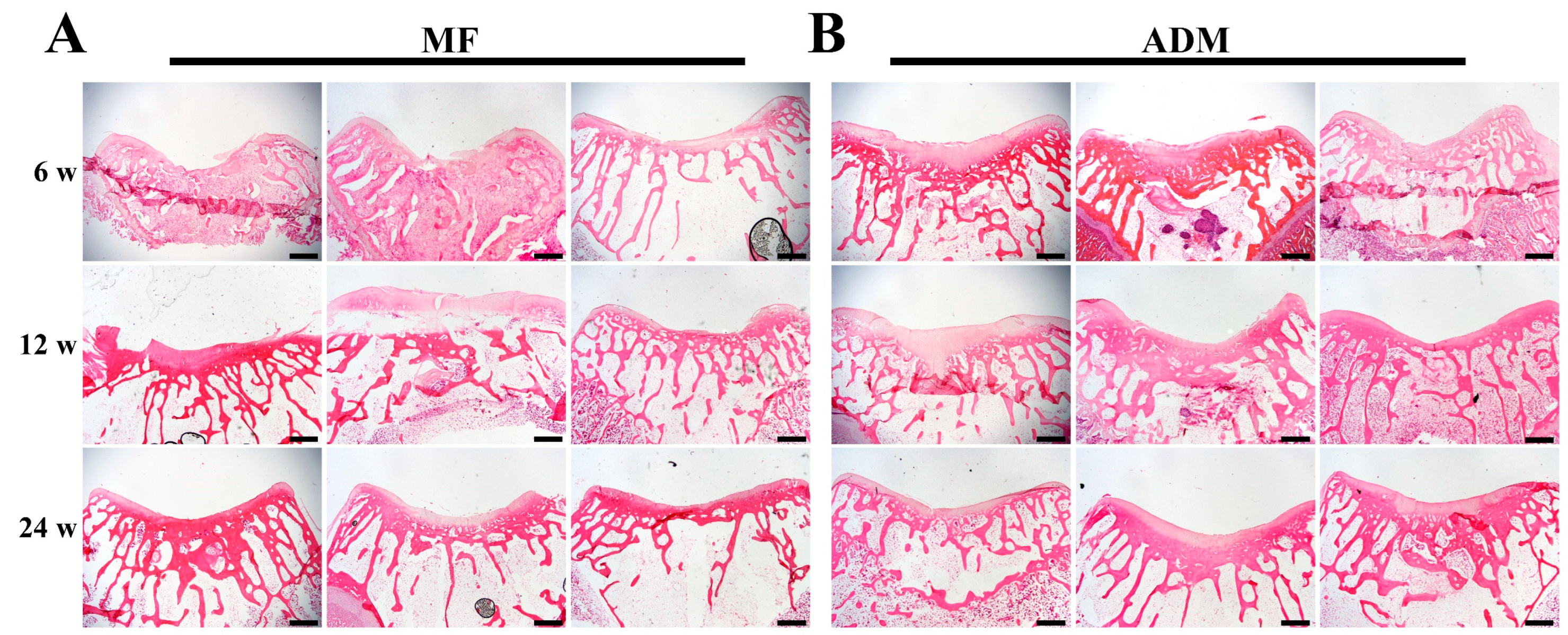 Bioengineering 10 00916 g006 Bioengineering 10 00916 g006