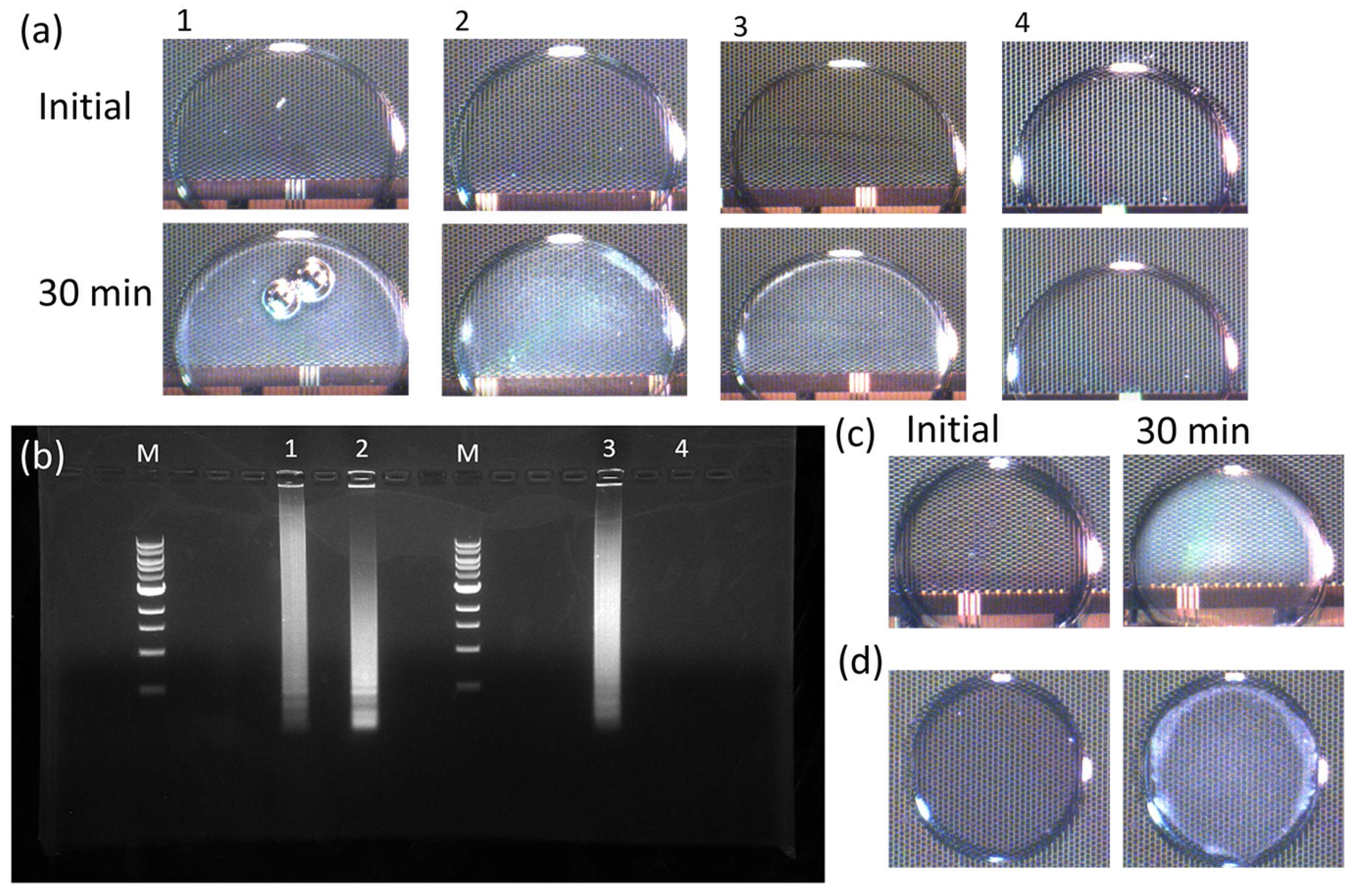 Bioengineering 10 00923 g003