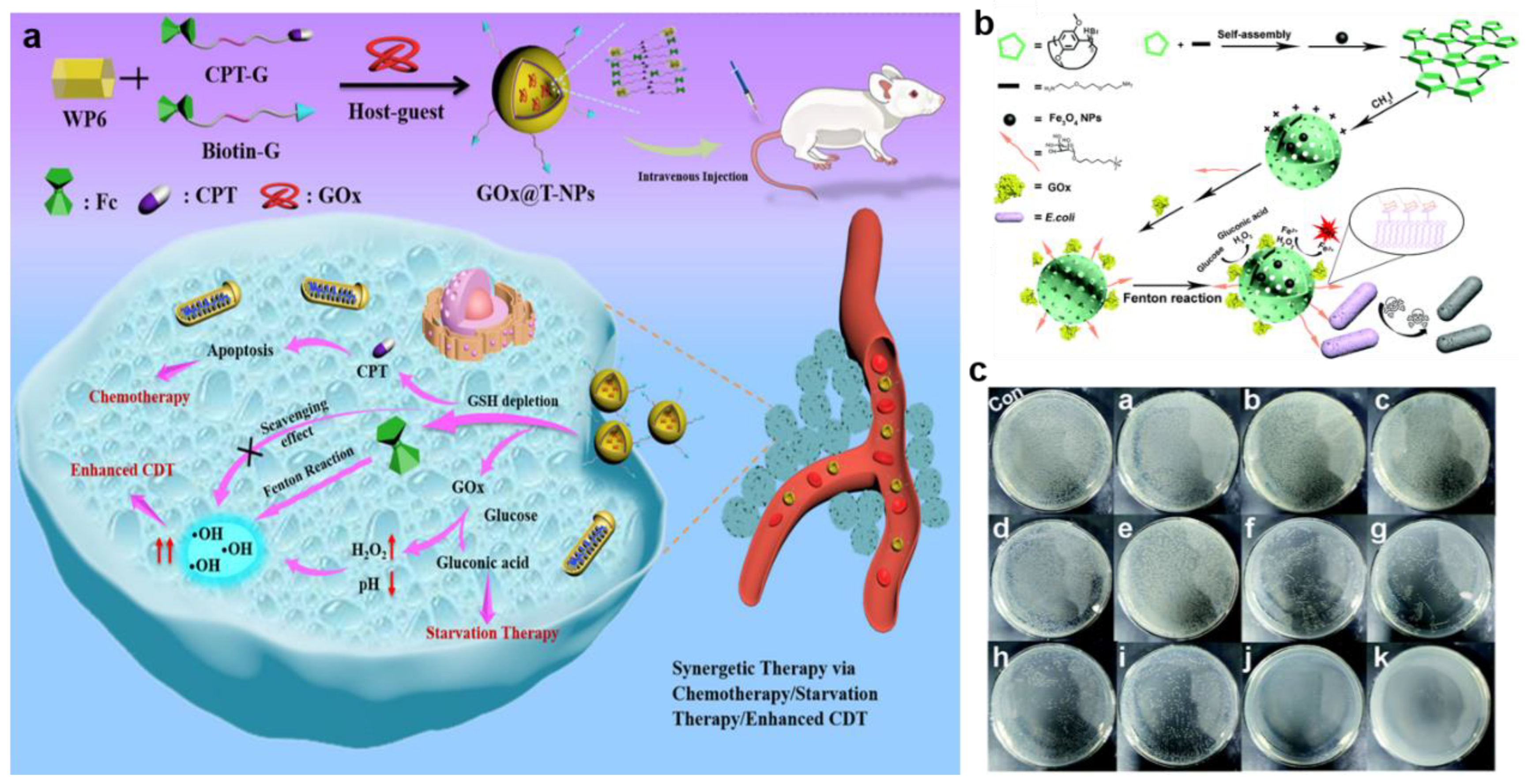 Bioengineering 10 00925 g010 Bioengineering 10 00925 g010