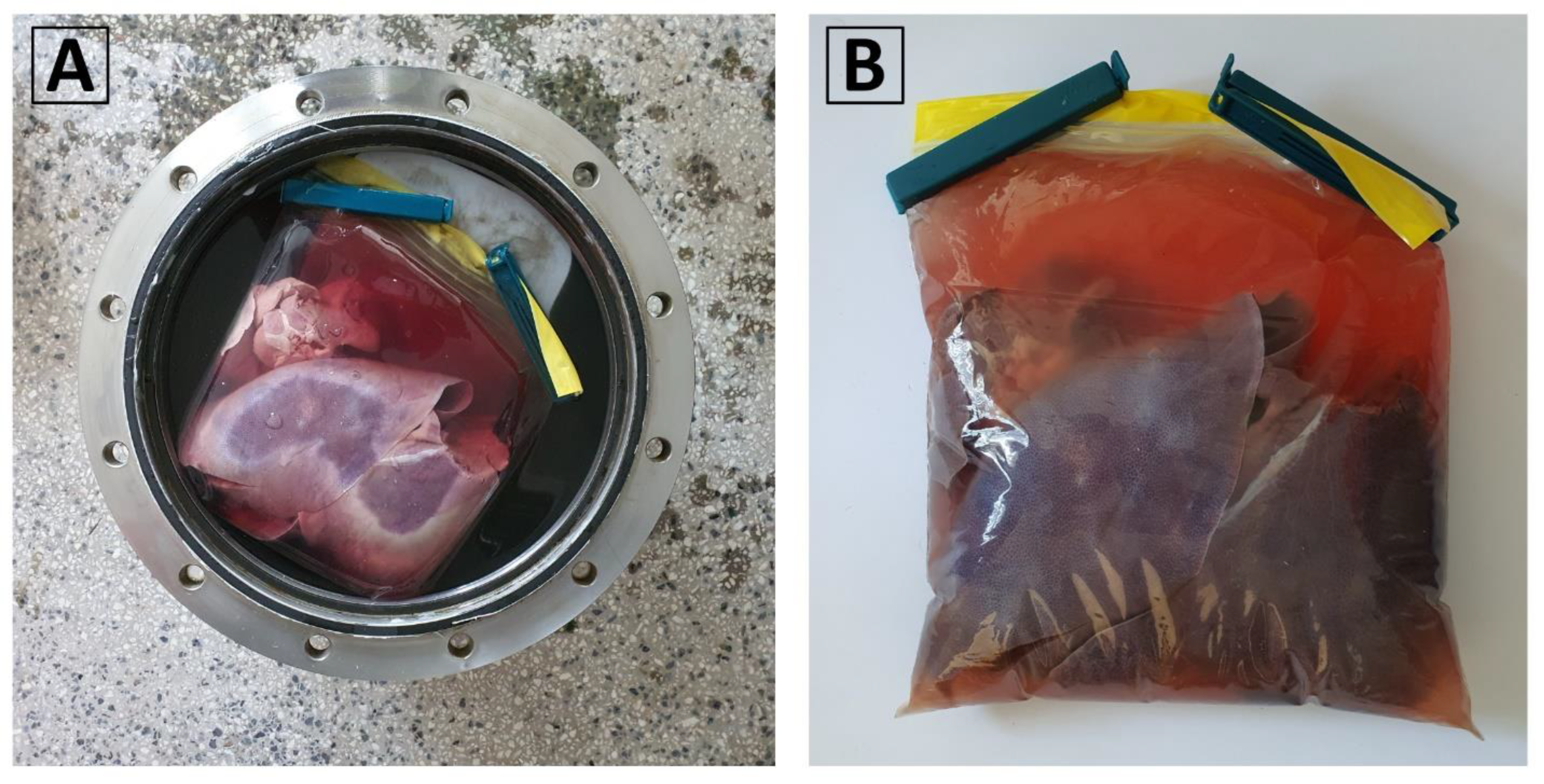Bioengineering 10 00934 g011 Bioengineering 10 00934 g011