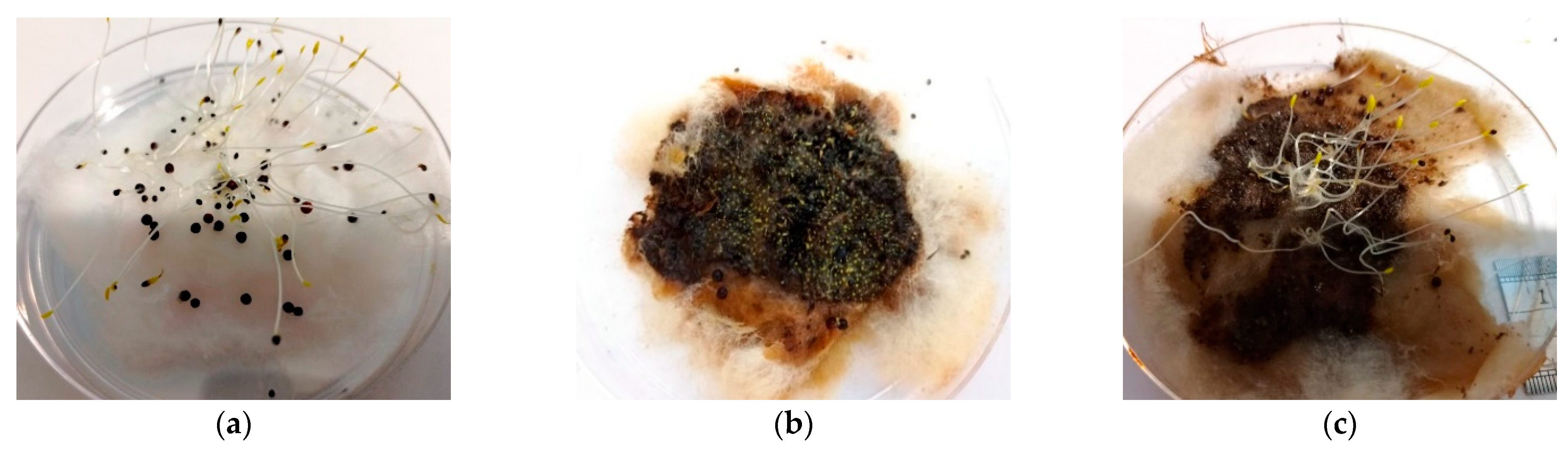 Bioengineering 10 00938 g005a