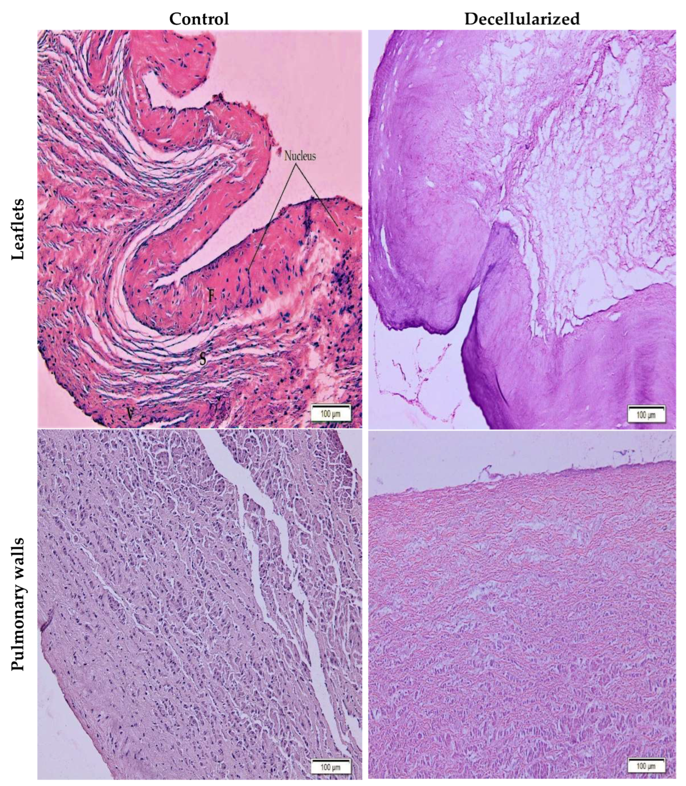 Bioengineering 10 00949 g004 Bioengineering 10 00949 g004