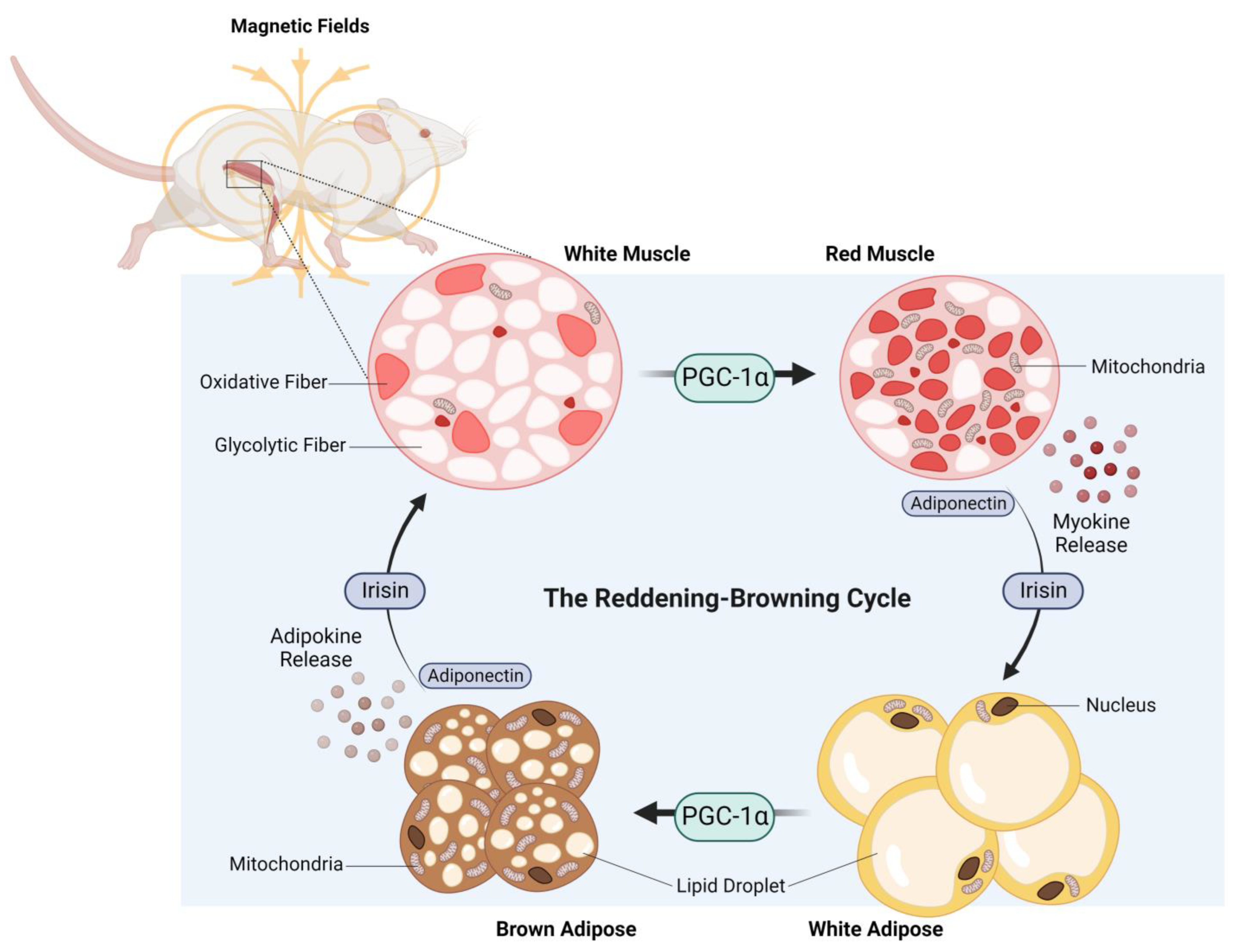 Bioengineering 10 00956 g004 Bioengineering 10 00956 g004