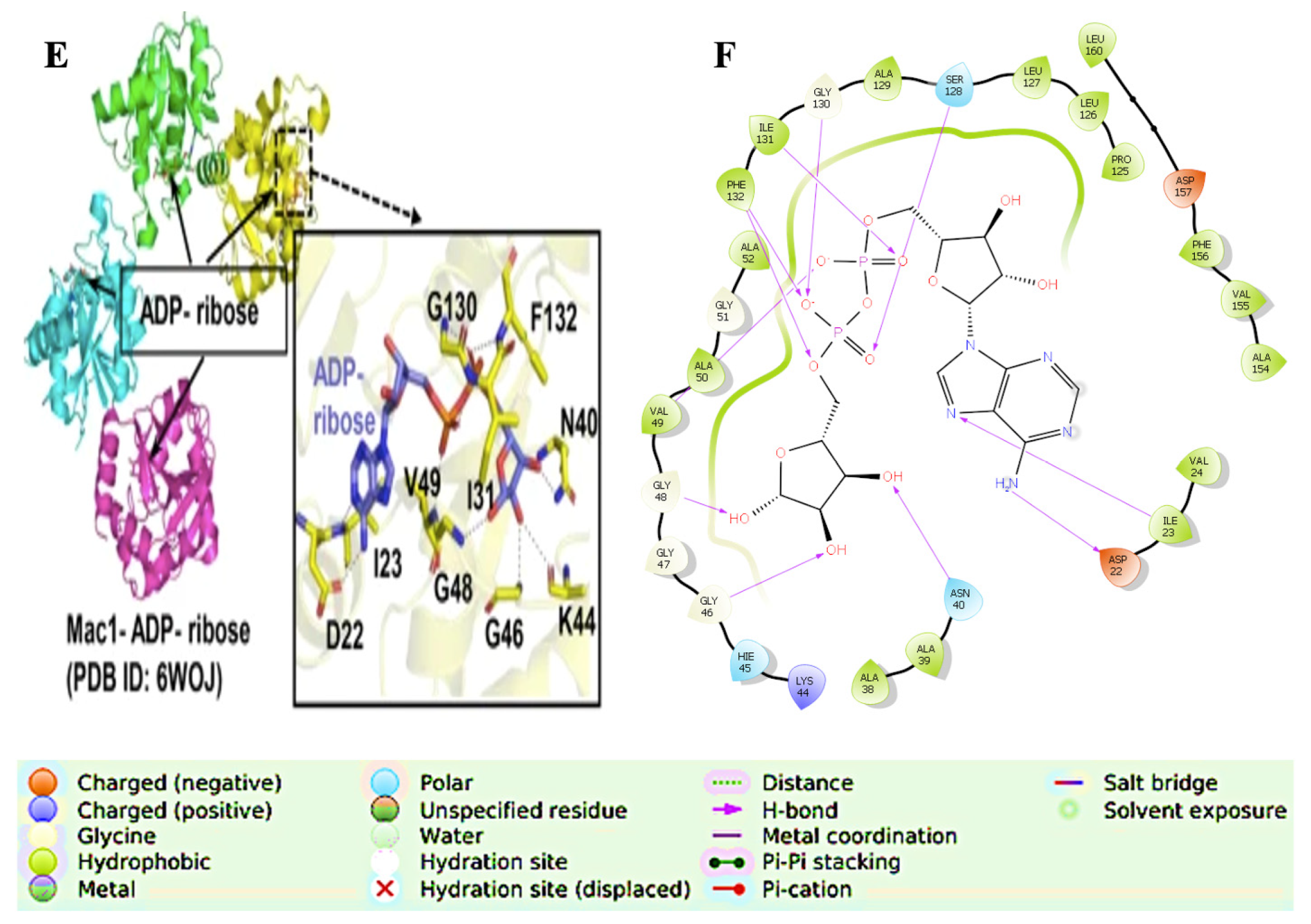 Bioengineering 10 00961 g004b