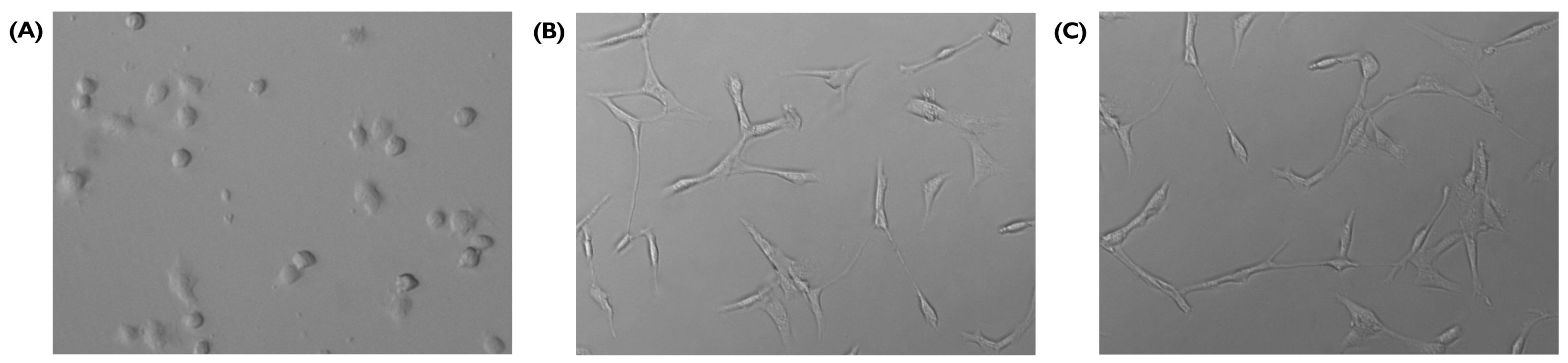 Bioengineering 10 00964 g010