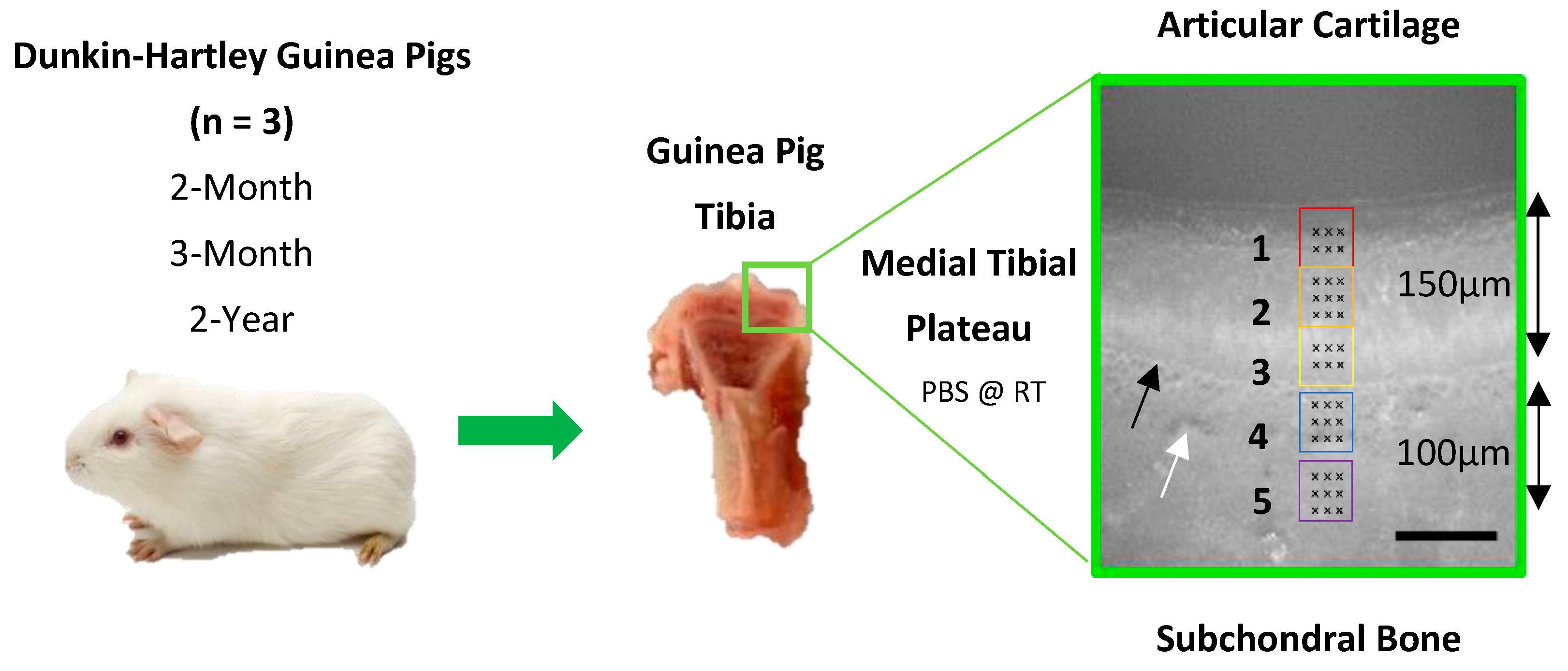 Bioengineering 10 00995 g001