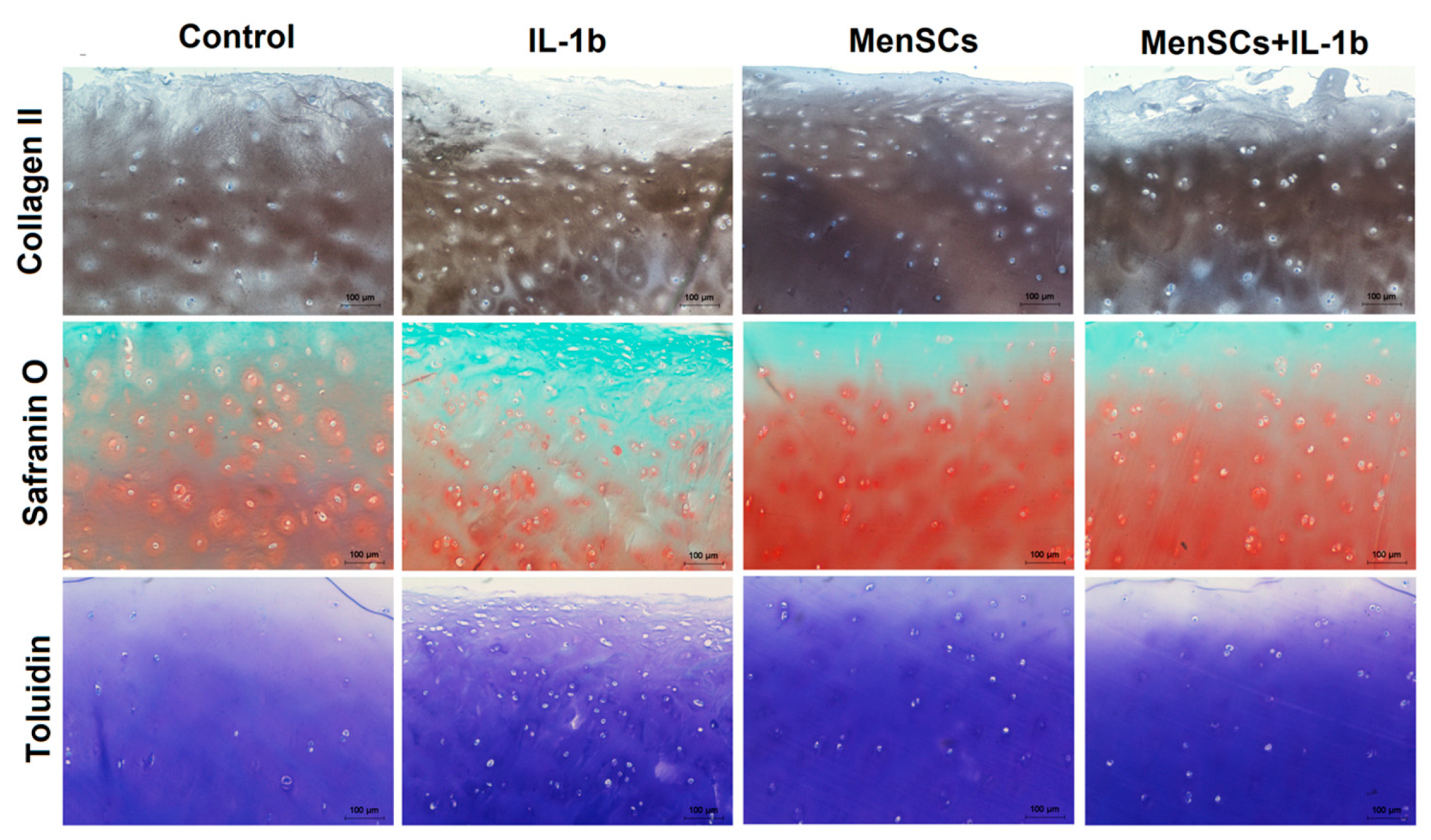 Bioengineering 10 01001 g004