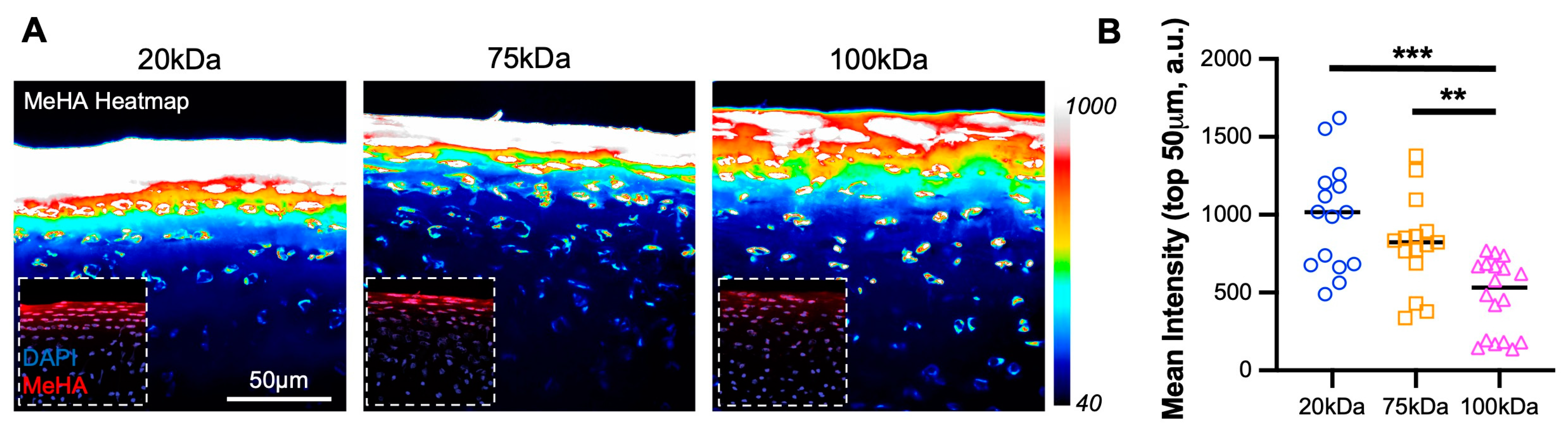Bioengineering 10 01013 g002