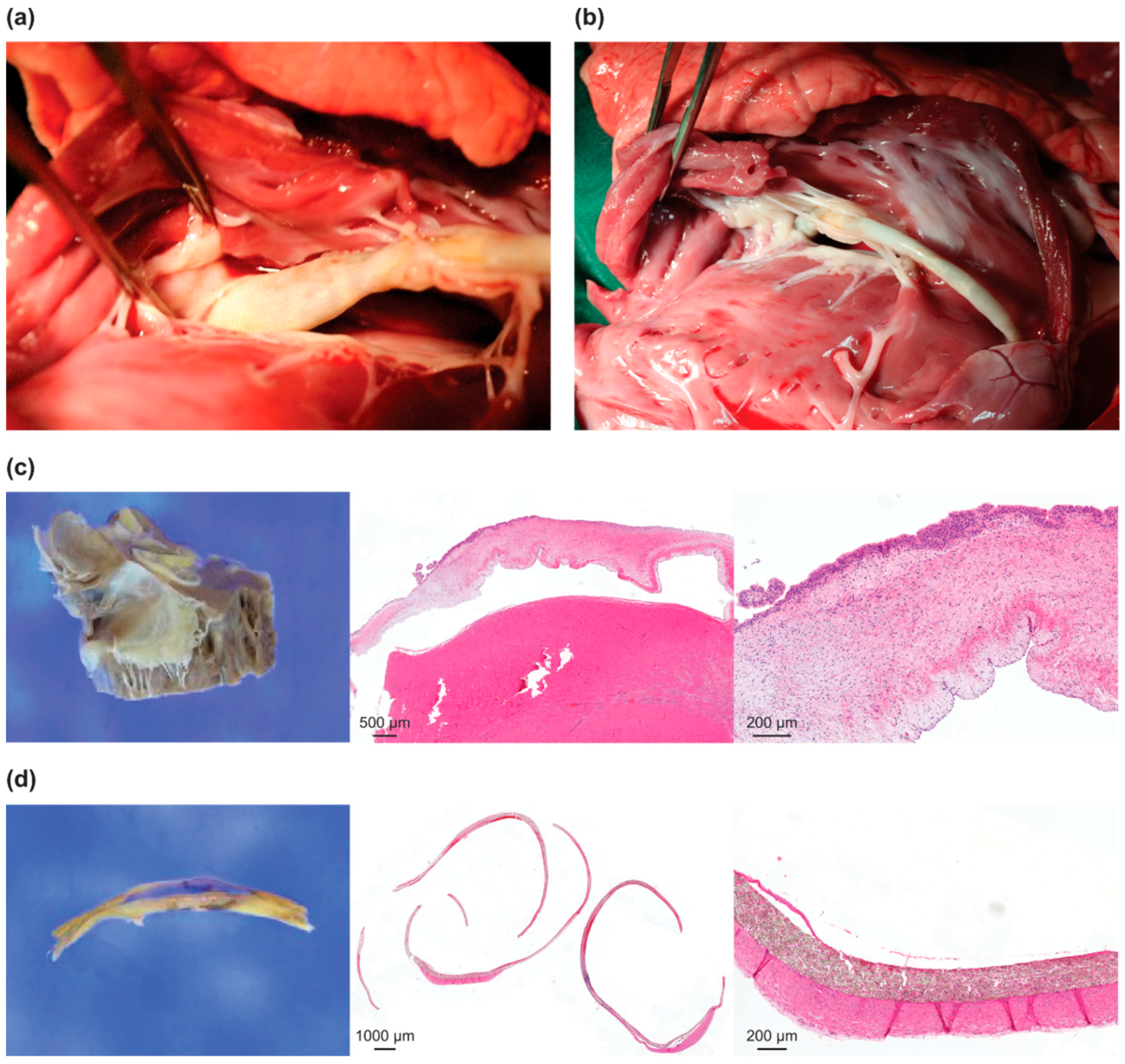 Bioengineering 10 01016 g005