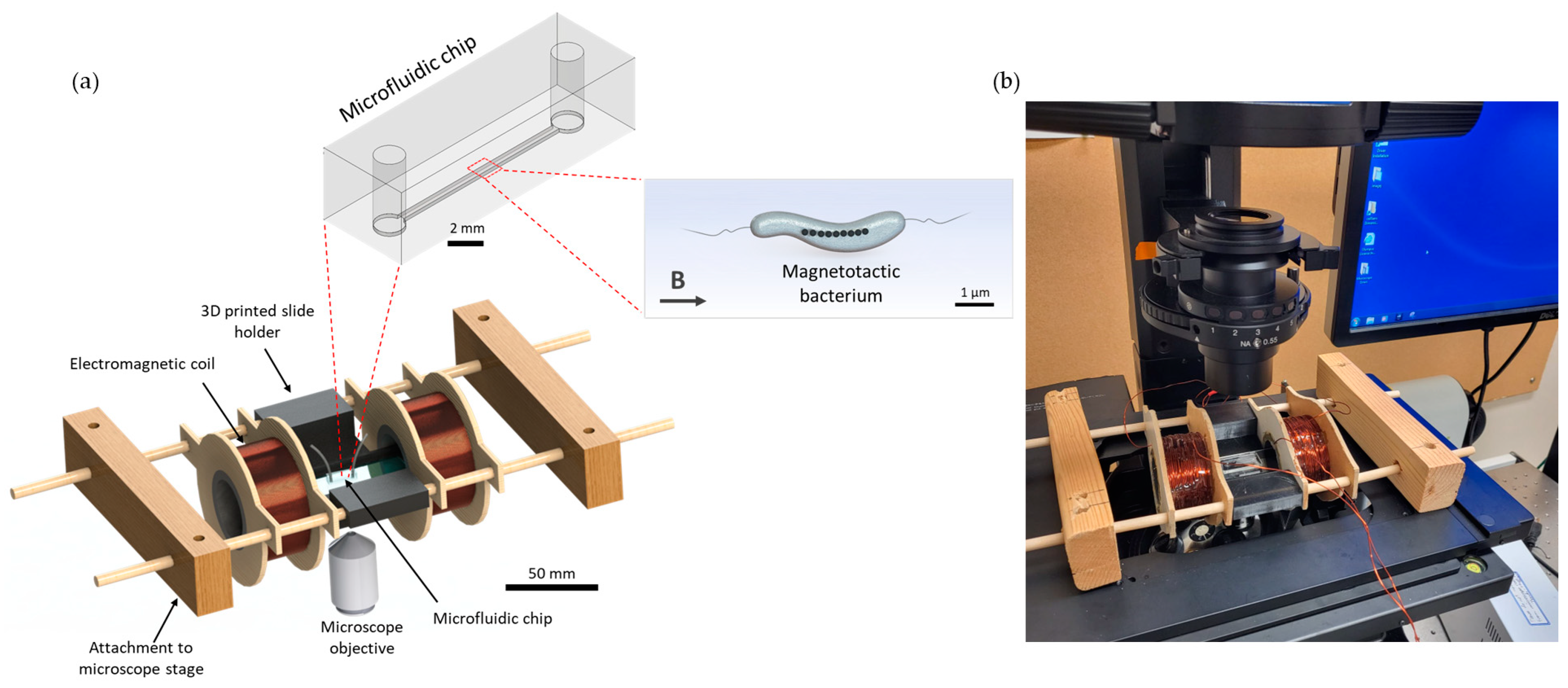 Bioengineering 10 01034 g001
