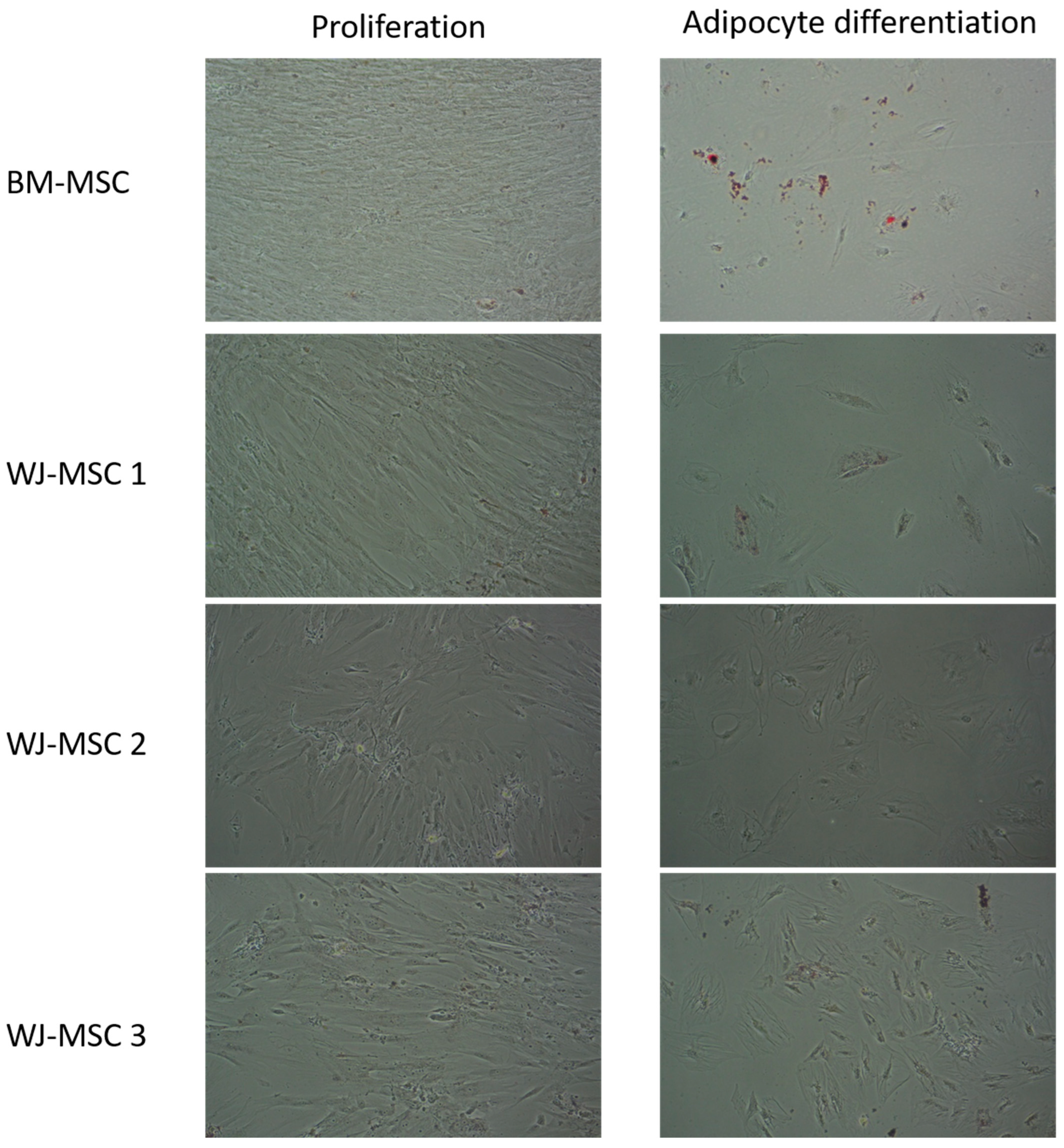 Bioengineering 10 01035 g0a2
