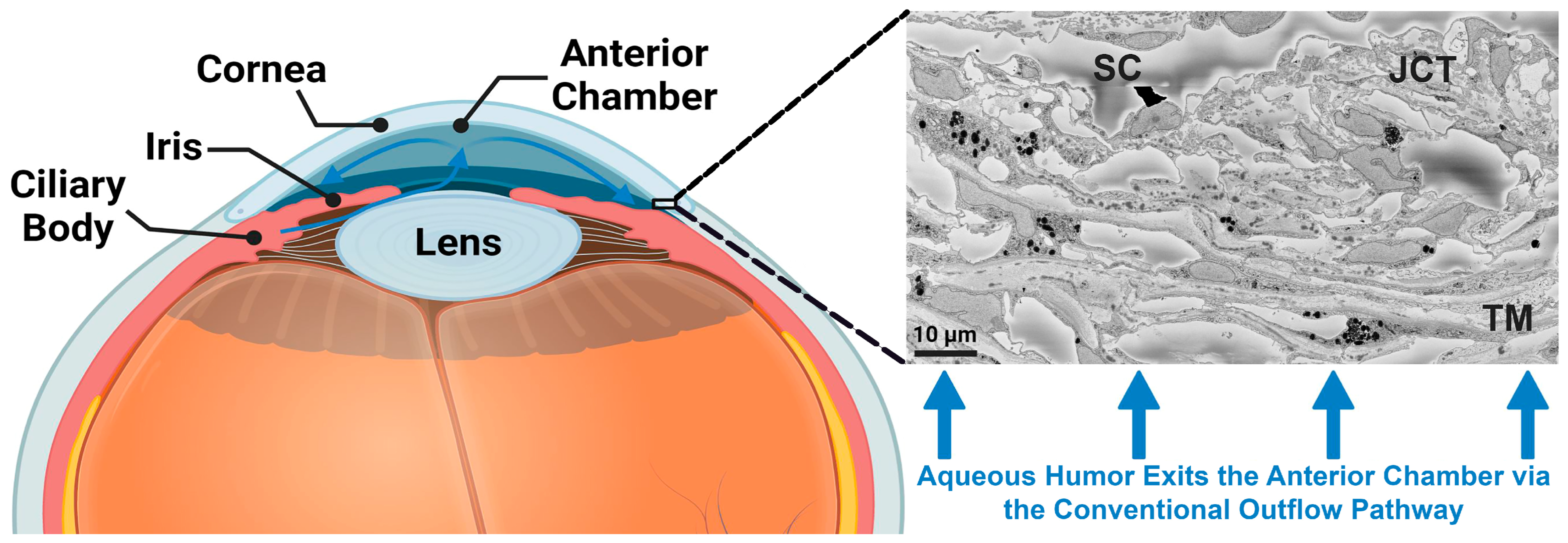 Bioengineering 10 01038 g001