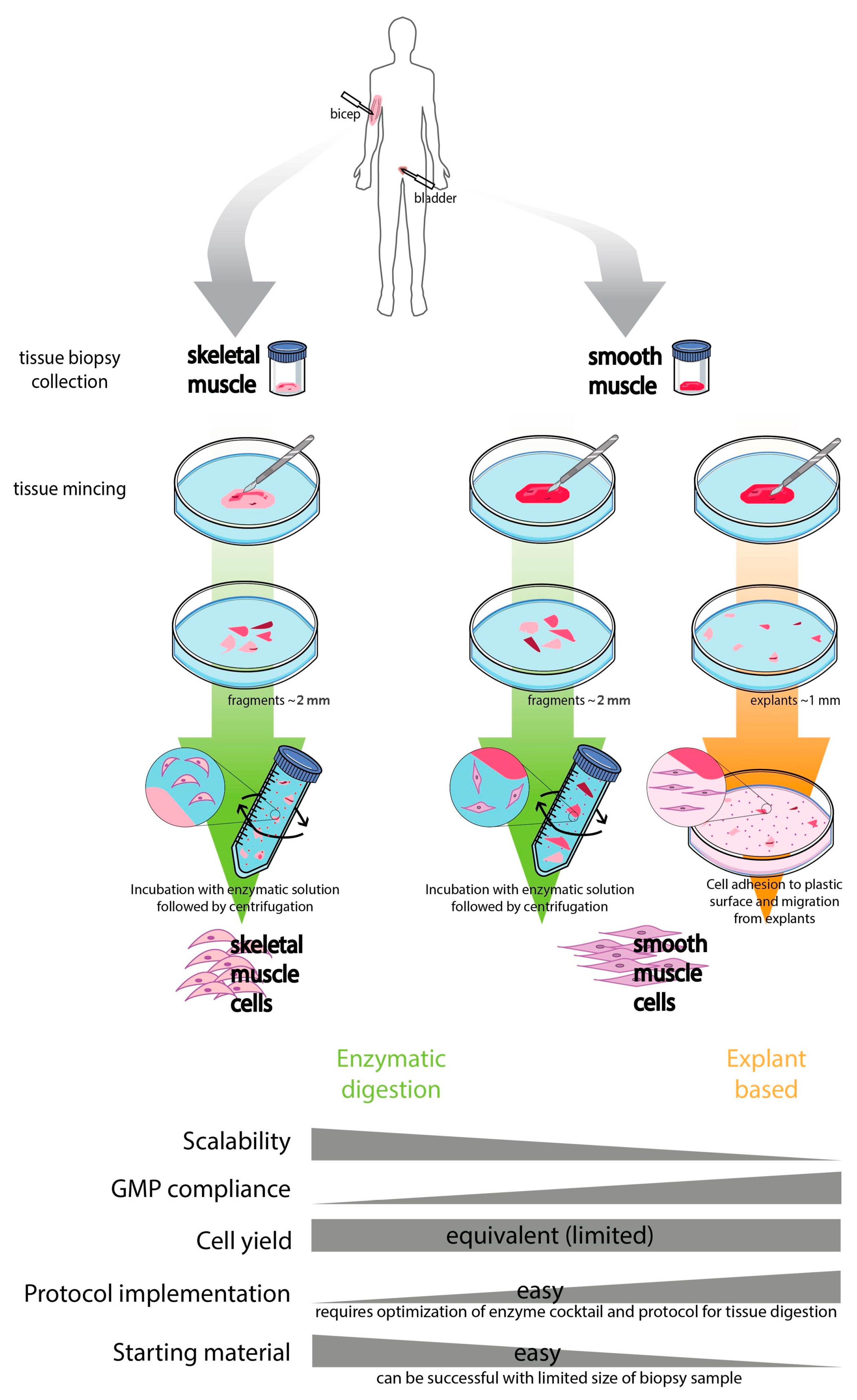 Bioengineering 10 01067 g001