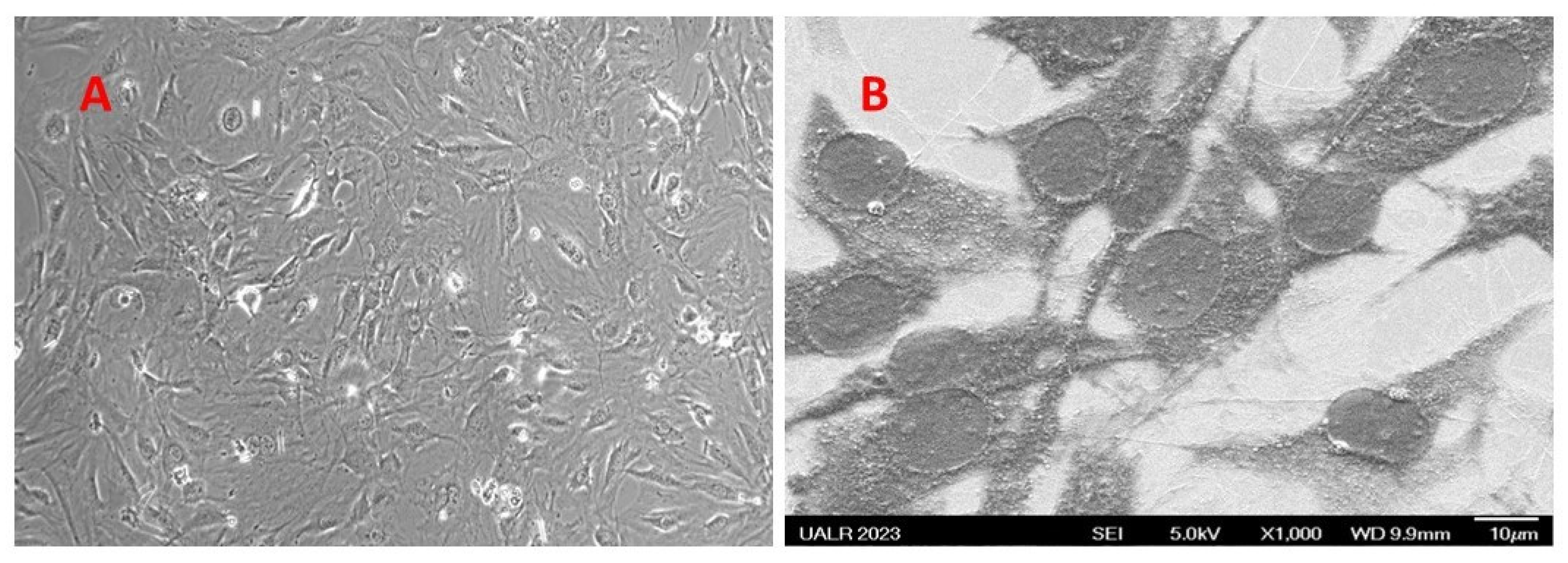 Bioengineering 10 01088 g010