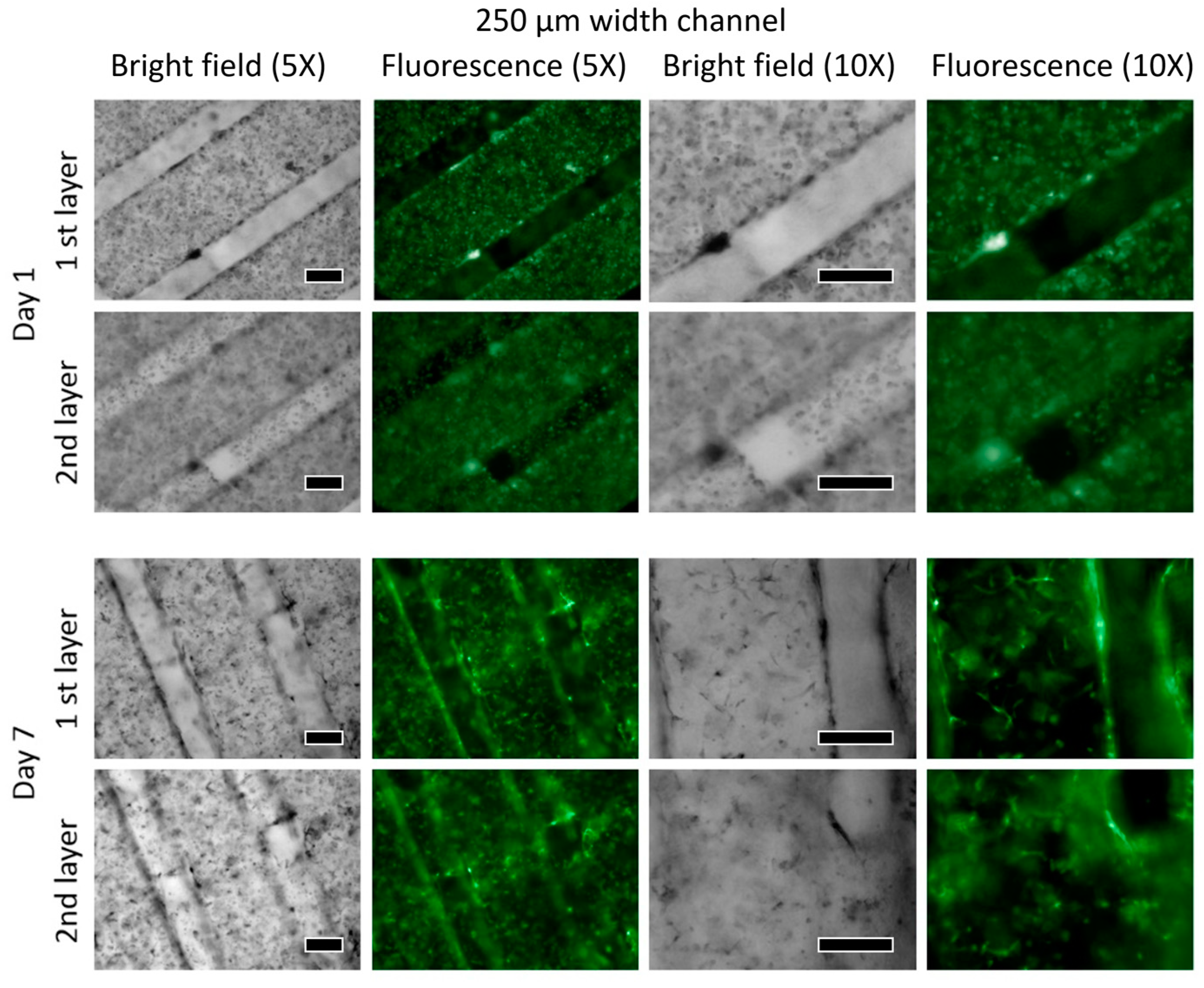 Bioengineering 10 01092 g007