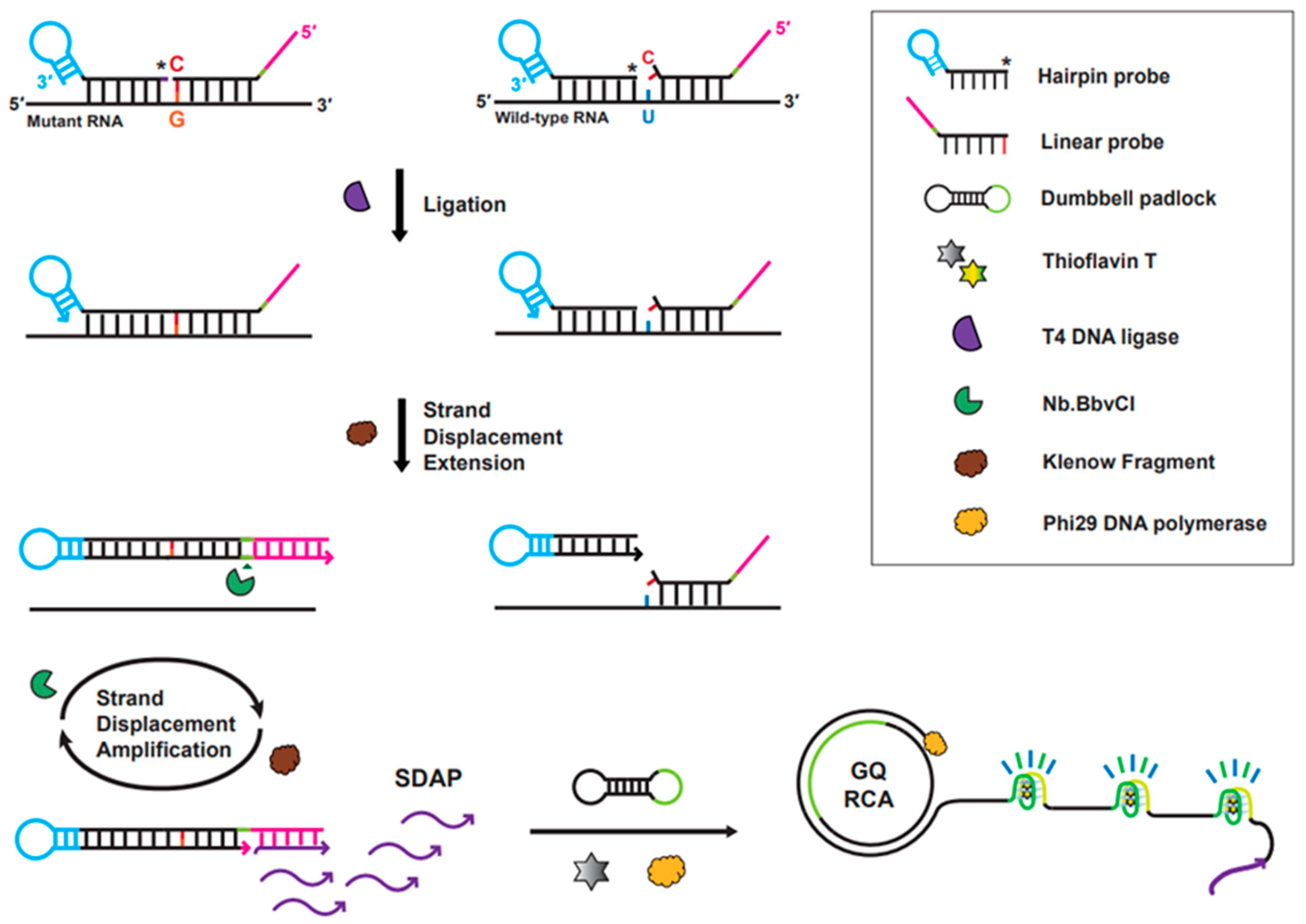 Fluorometric Detection of SARSCoV2 SingleNucleotide Variant L452R